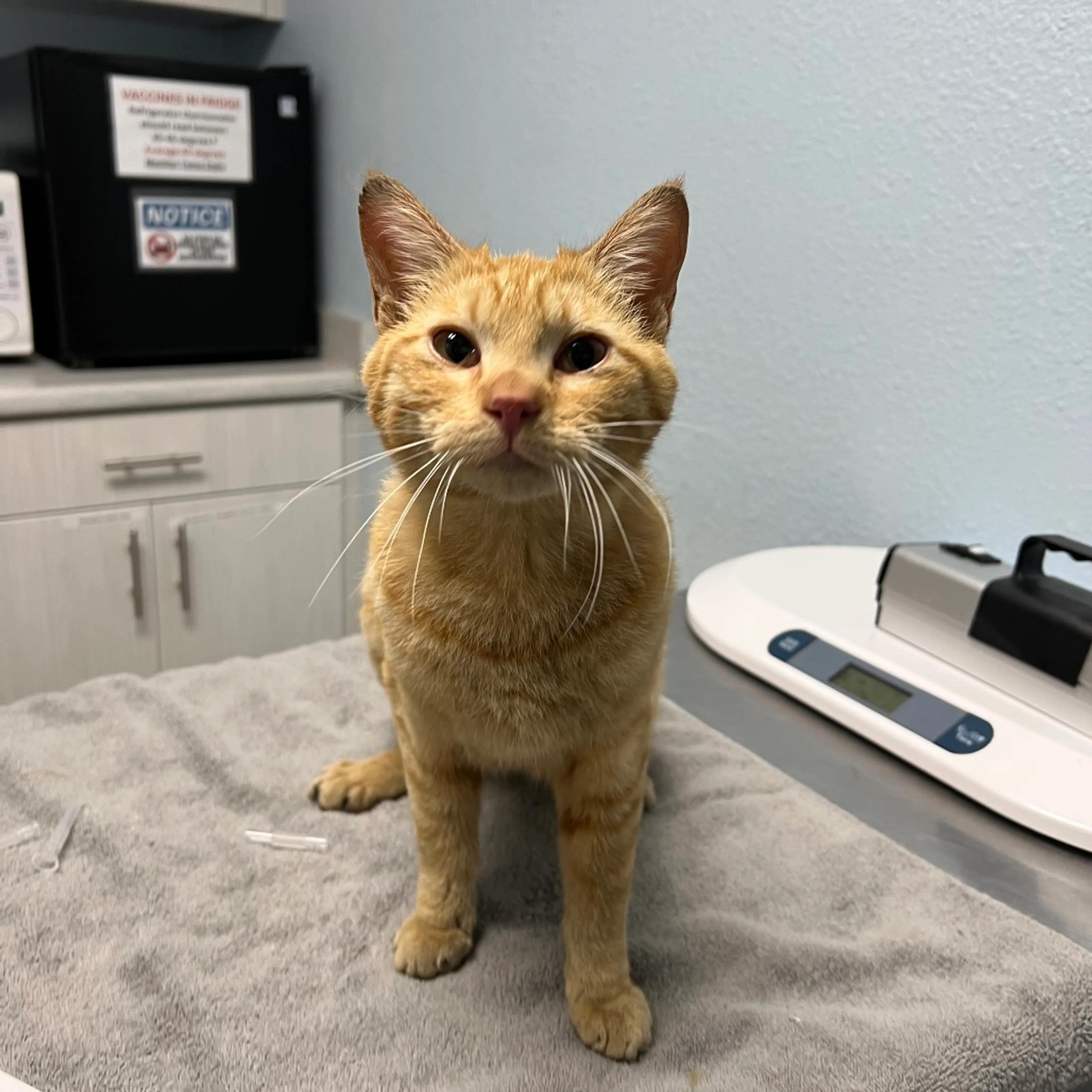 Found pet-1