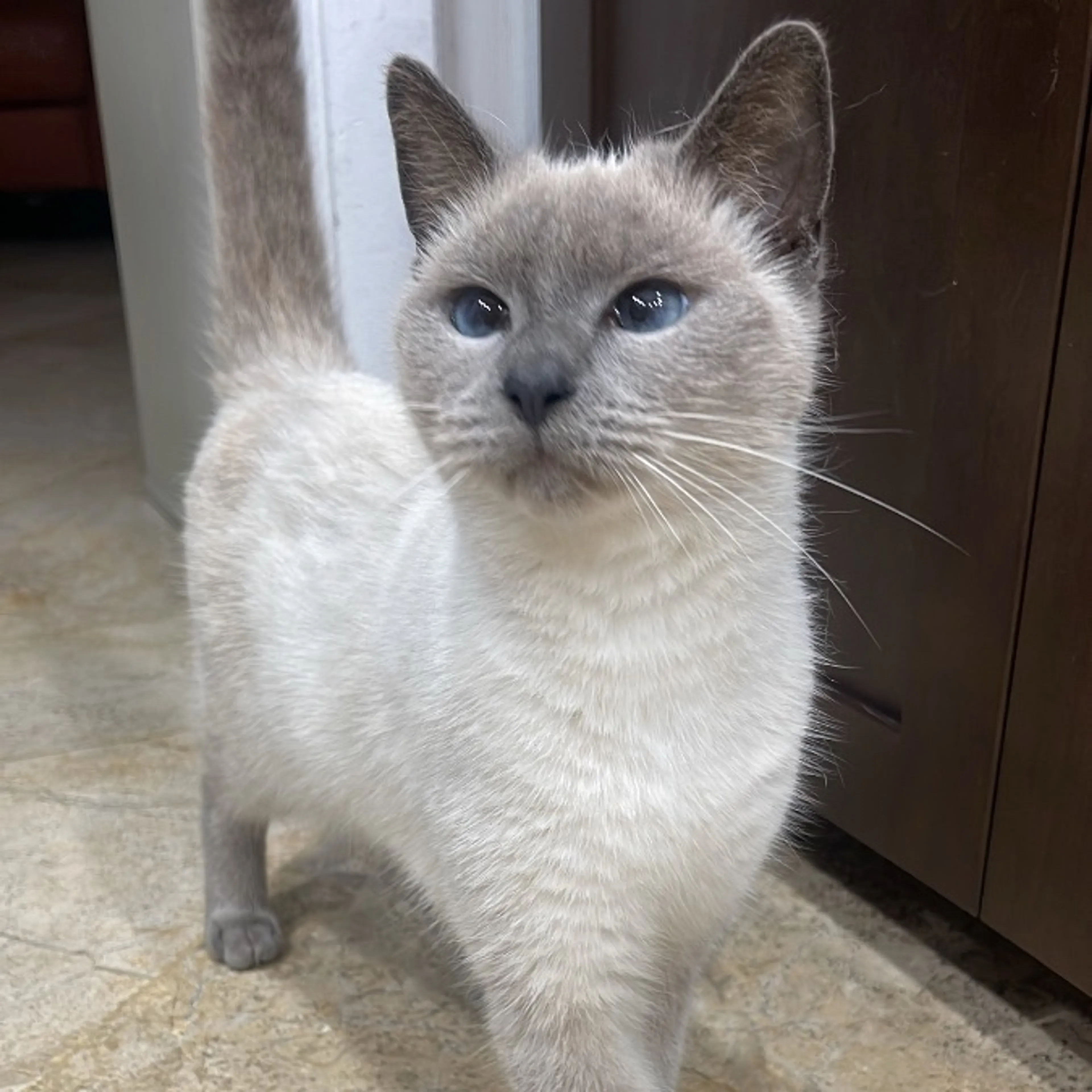 Lost pet