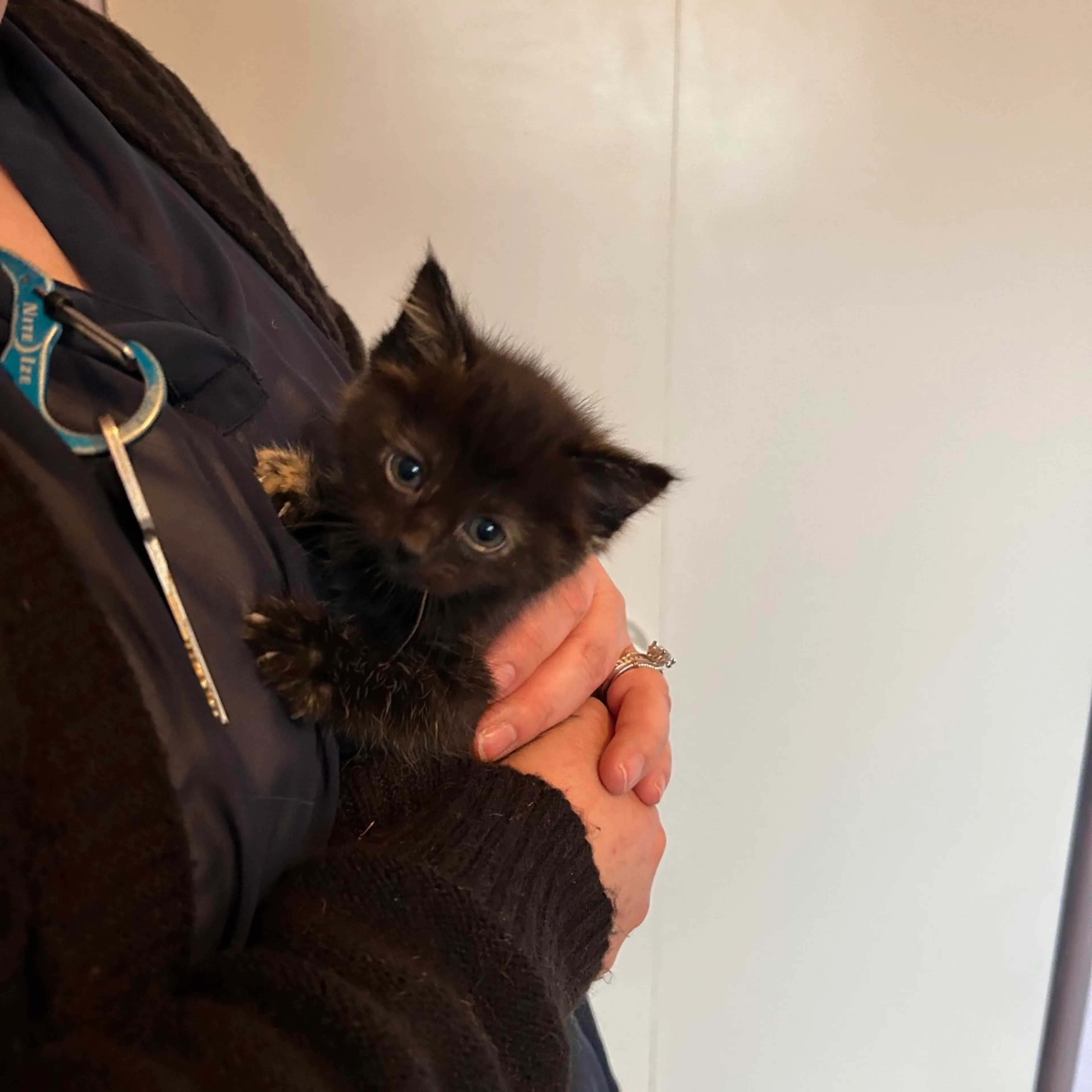 Found pet-1
