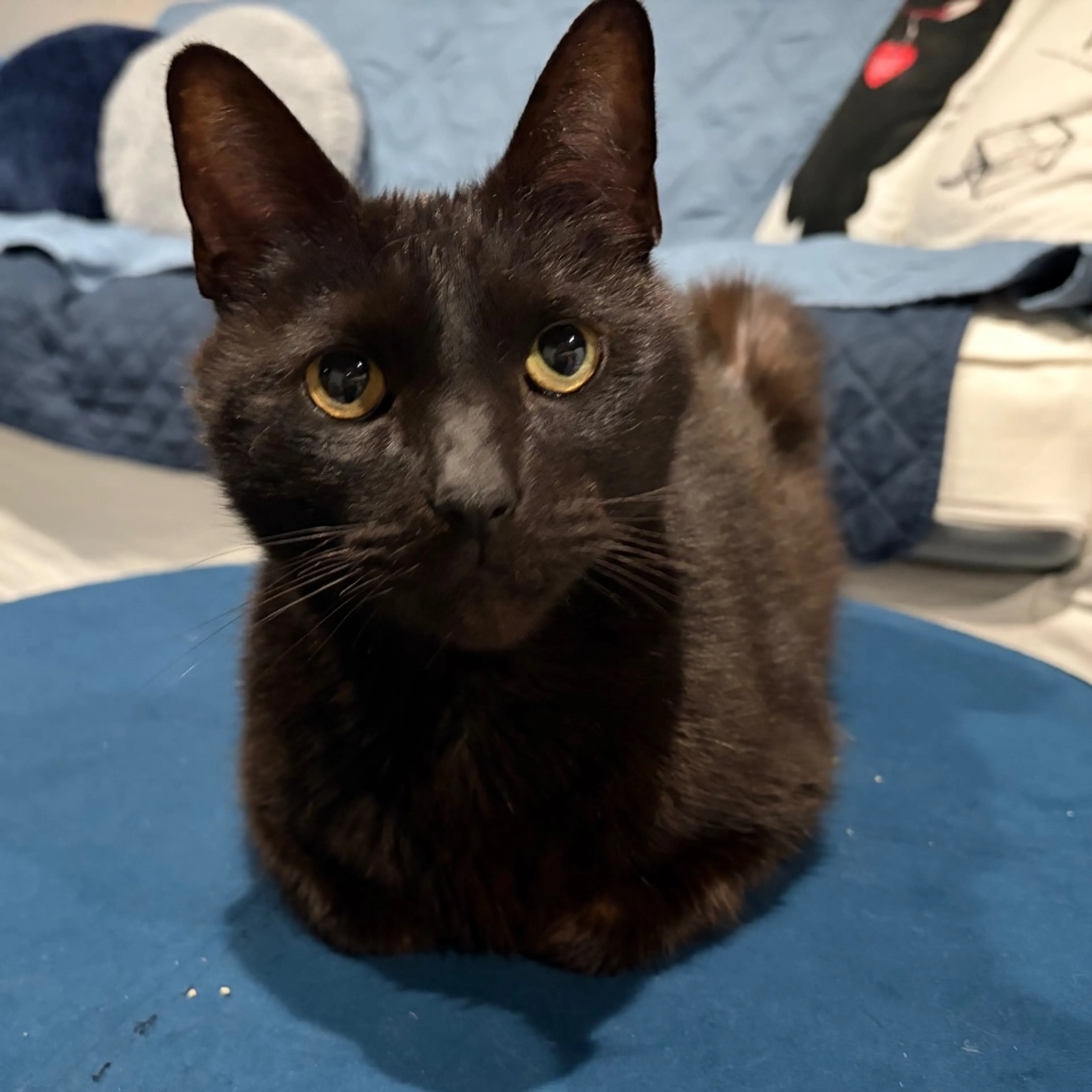 Found pet-5