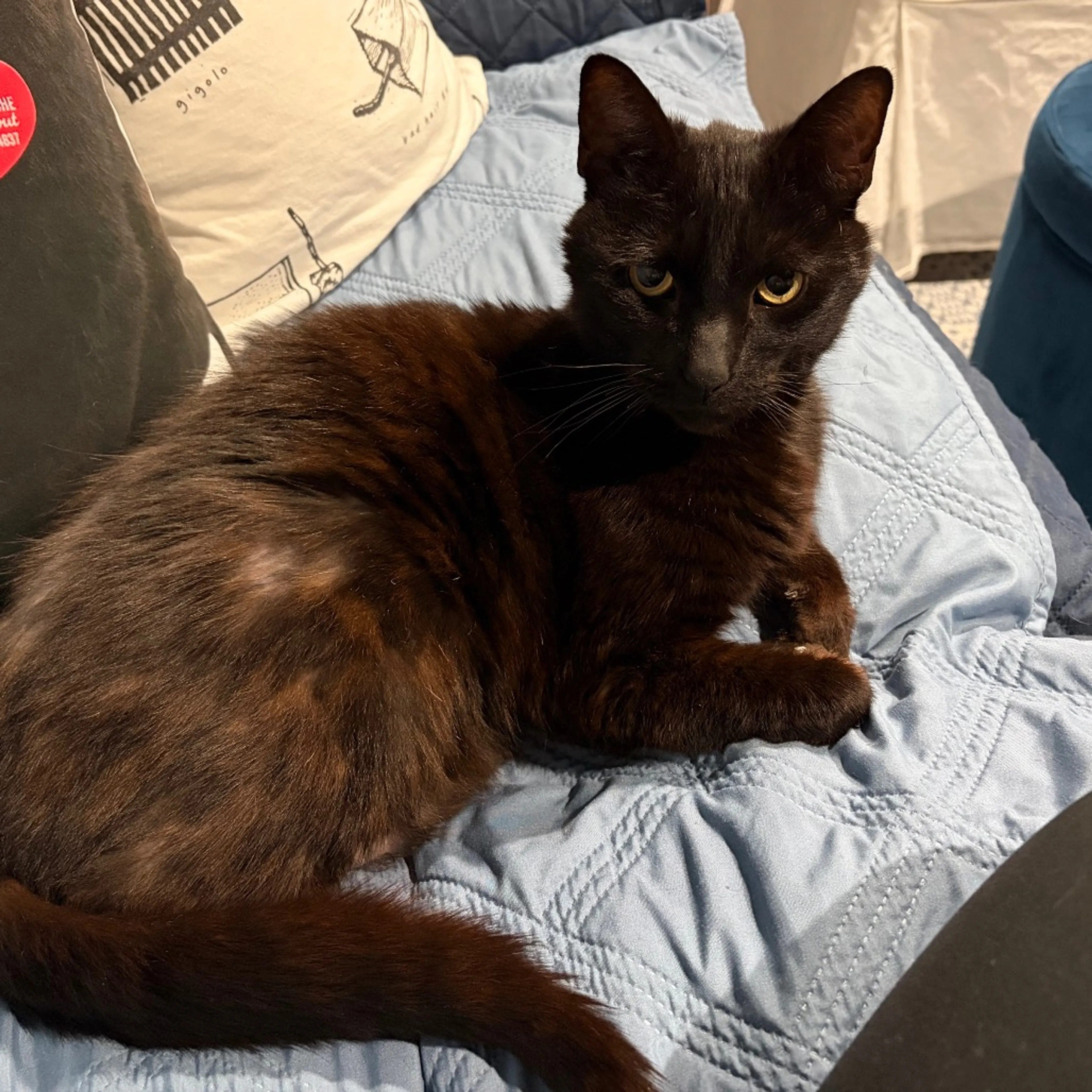 Found pet-1