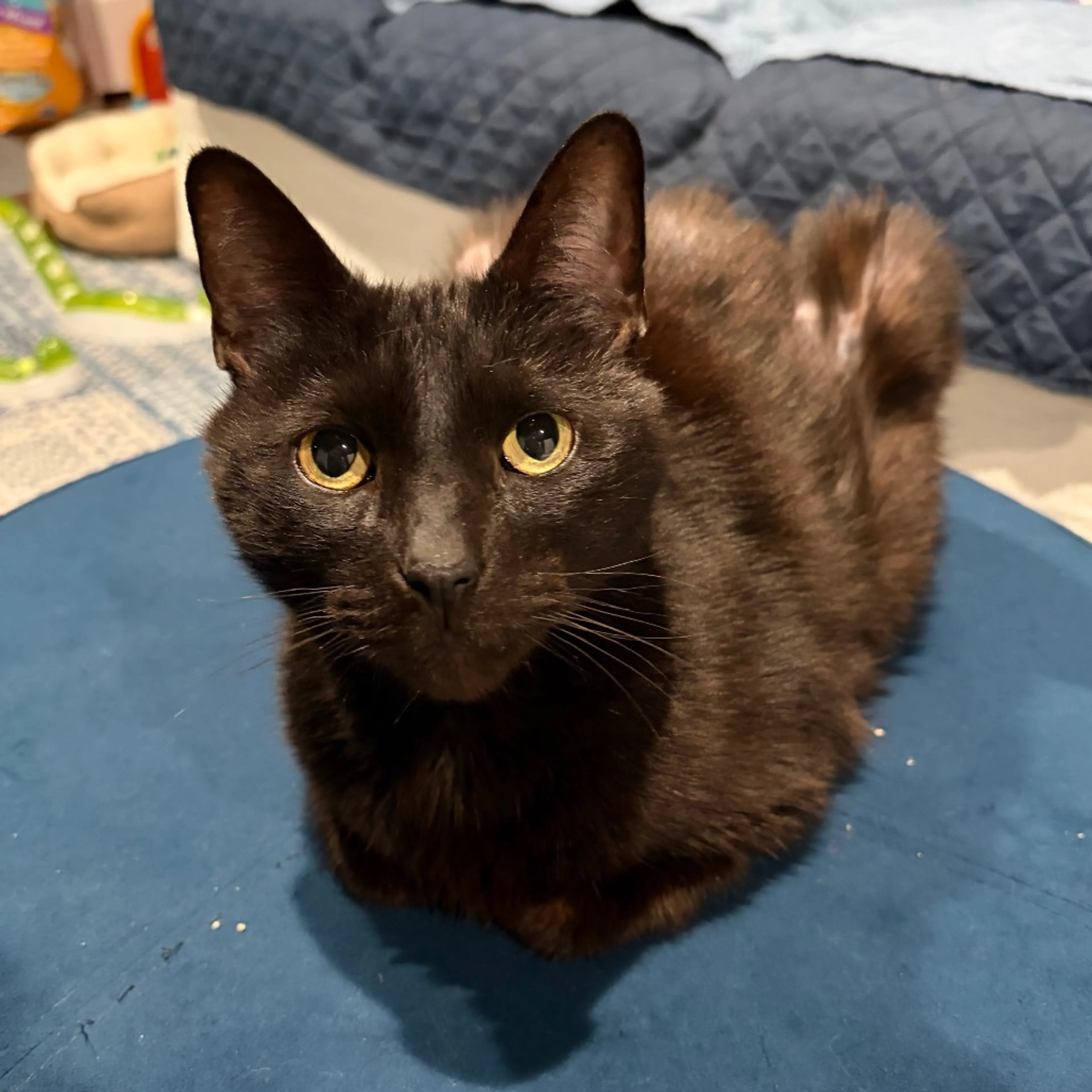 Found pet-0
