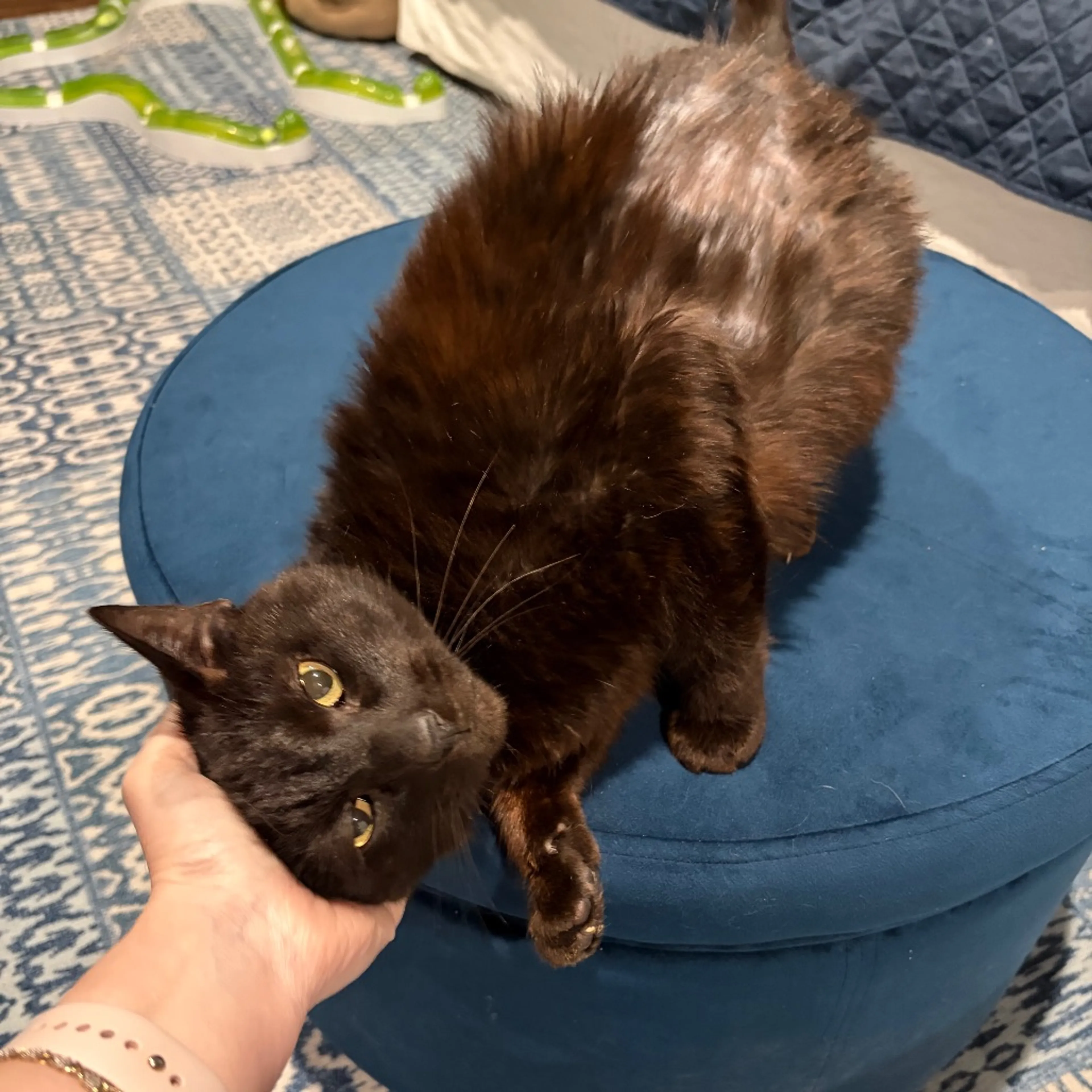 Found pet-3