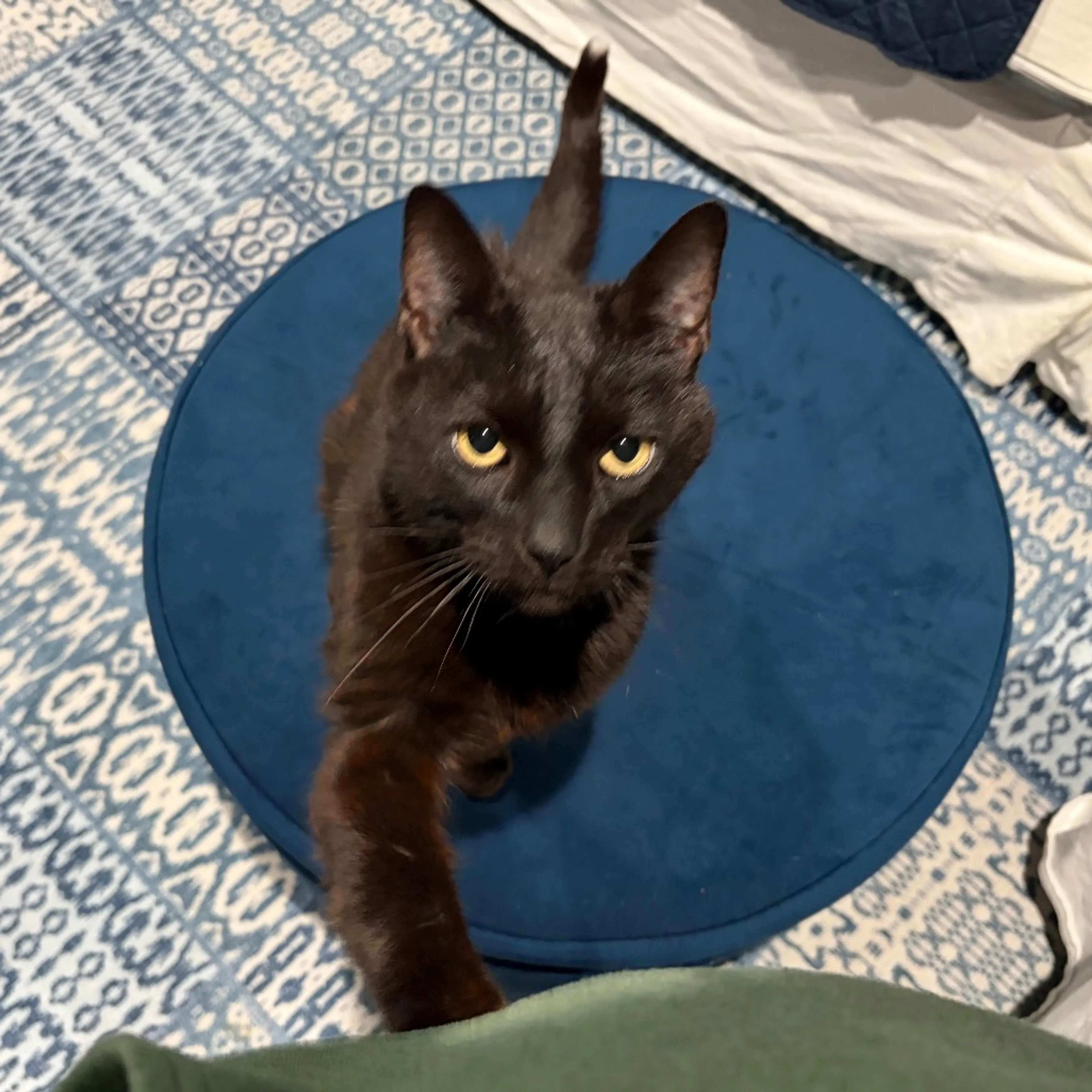 Found pet-4