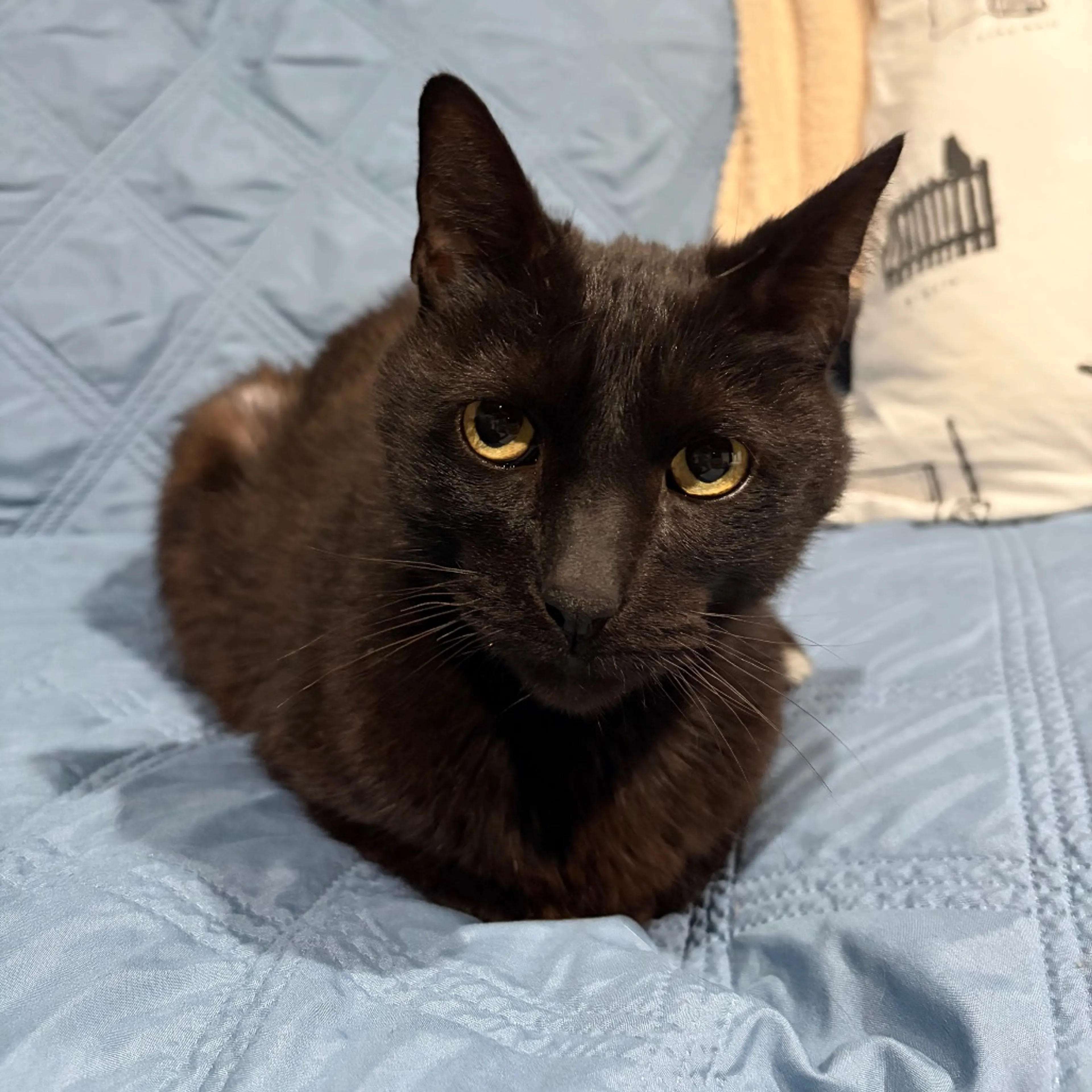 Found pet-2
