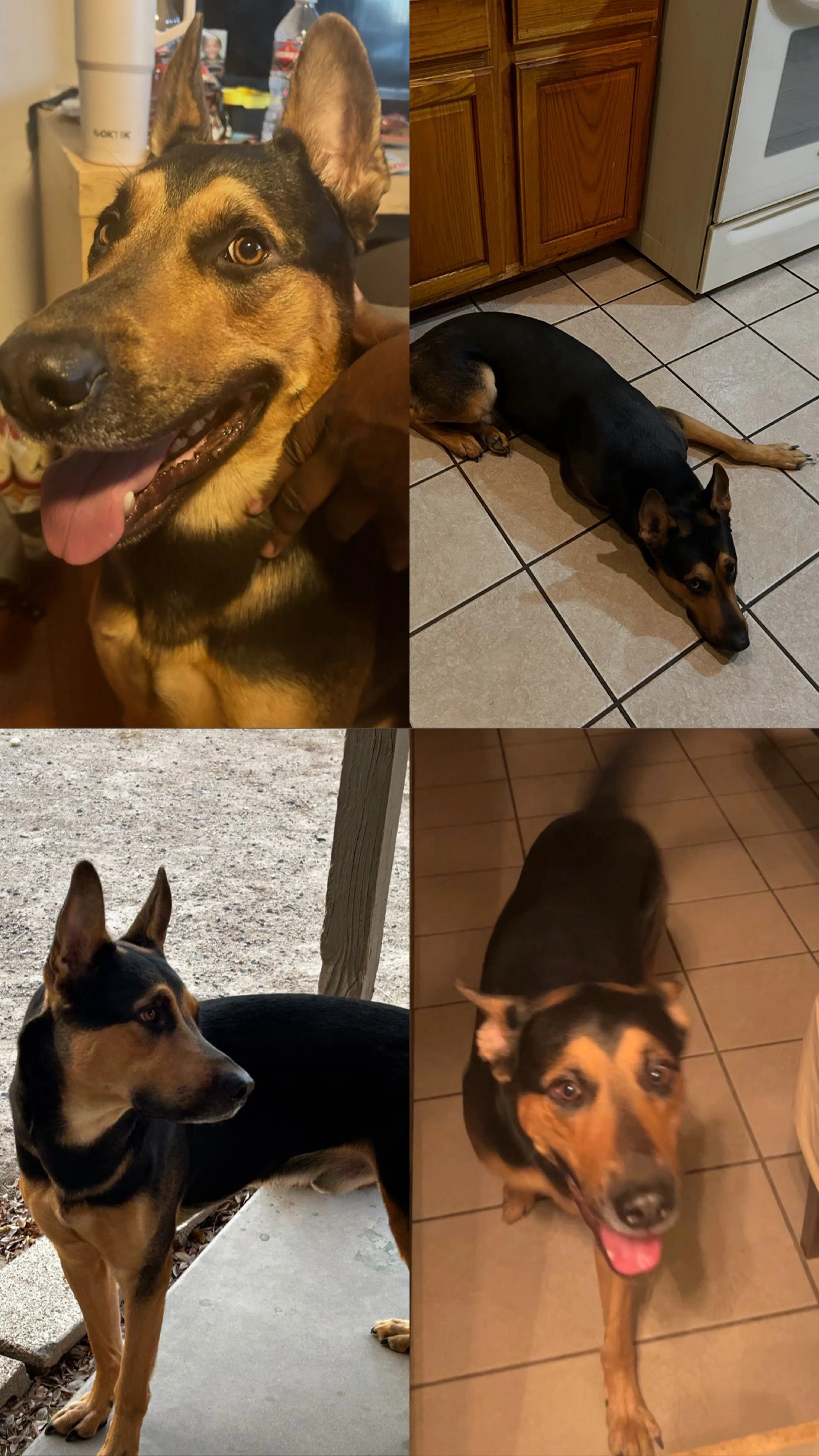 Lost pet