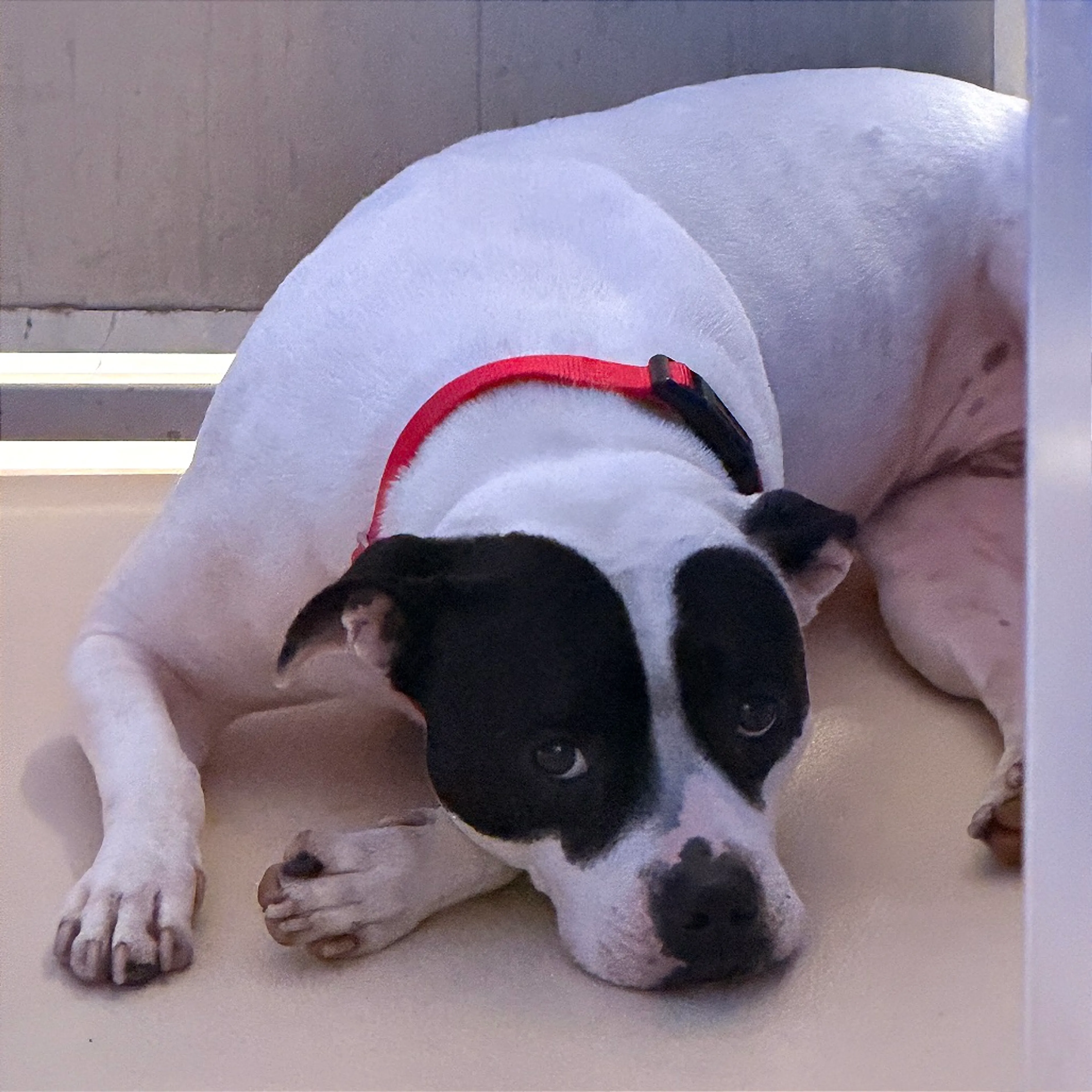 Found pet-3