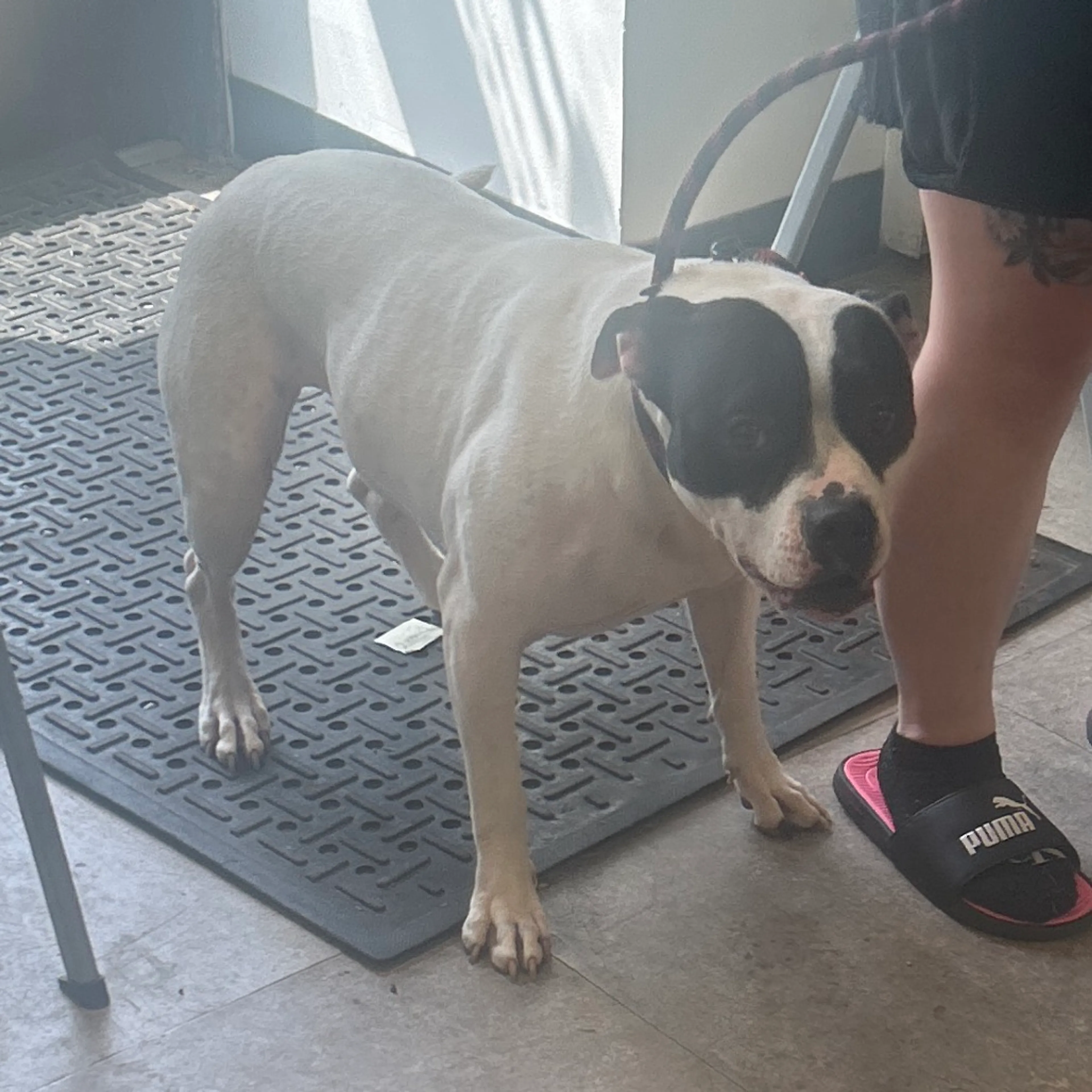 Found pet-1