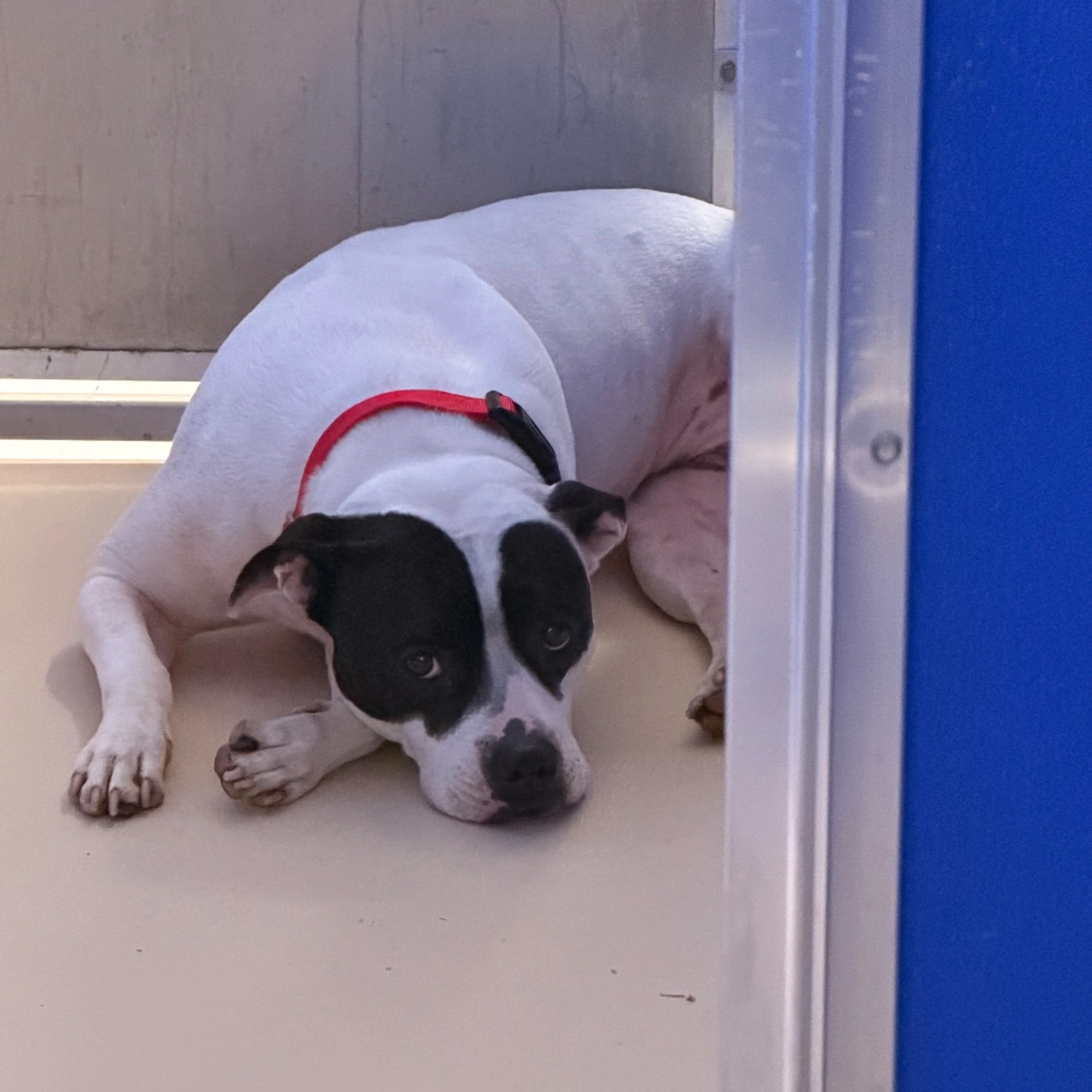 Found pet-2