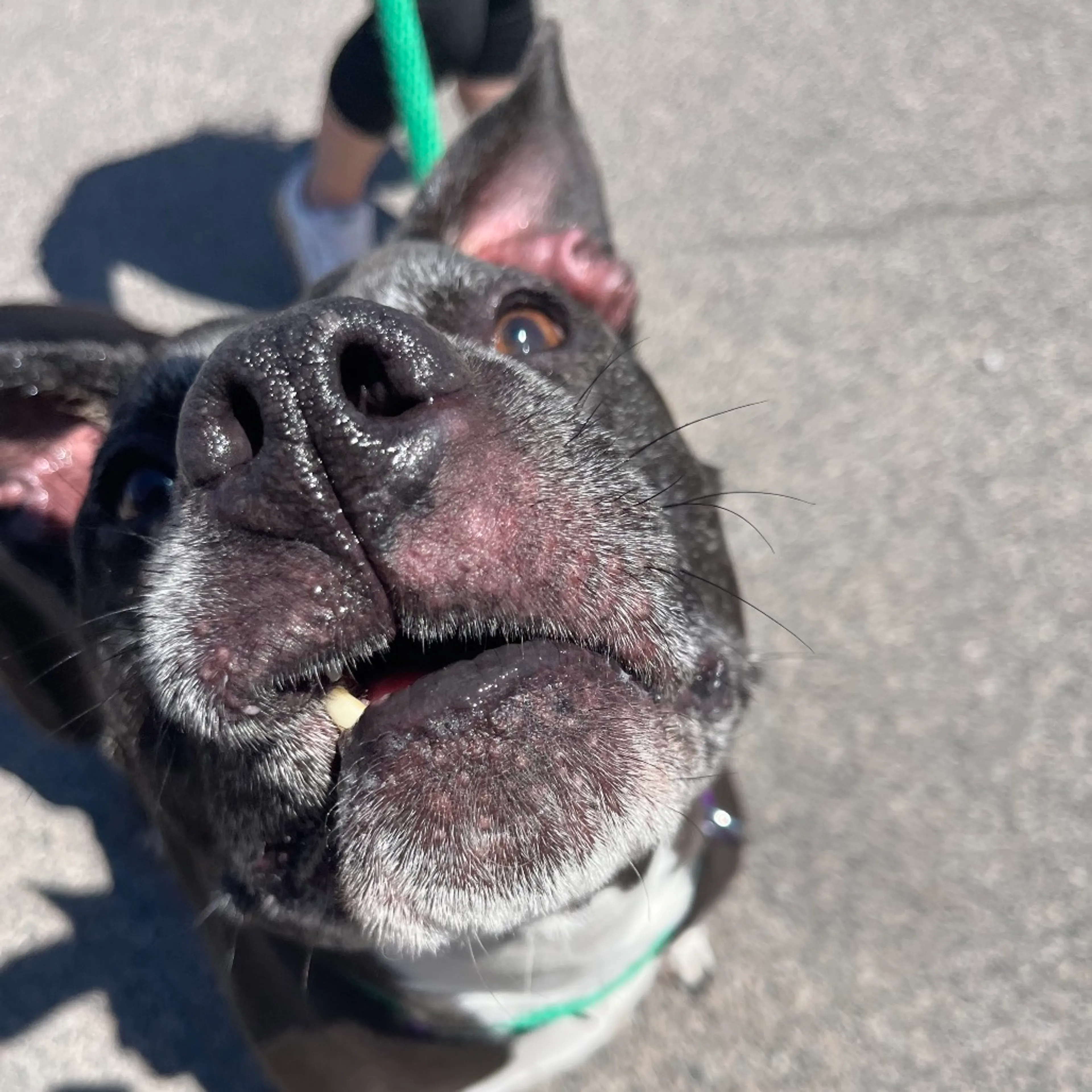 Found pet-3