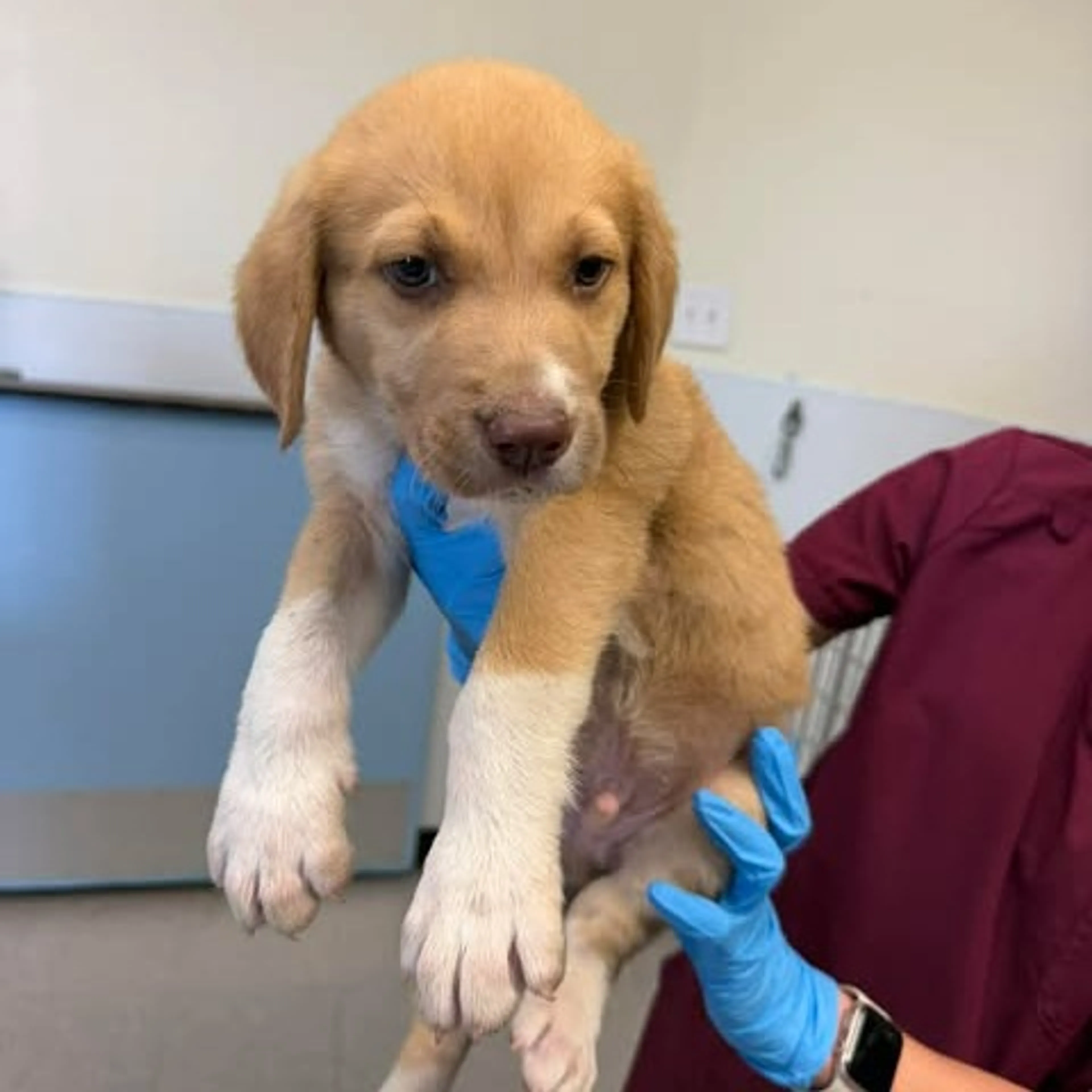 Found pet-2