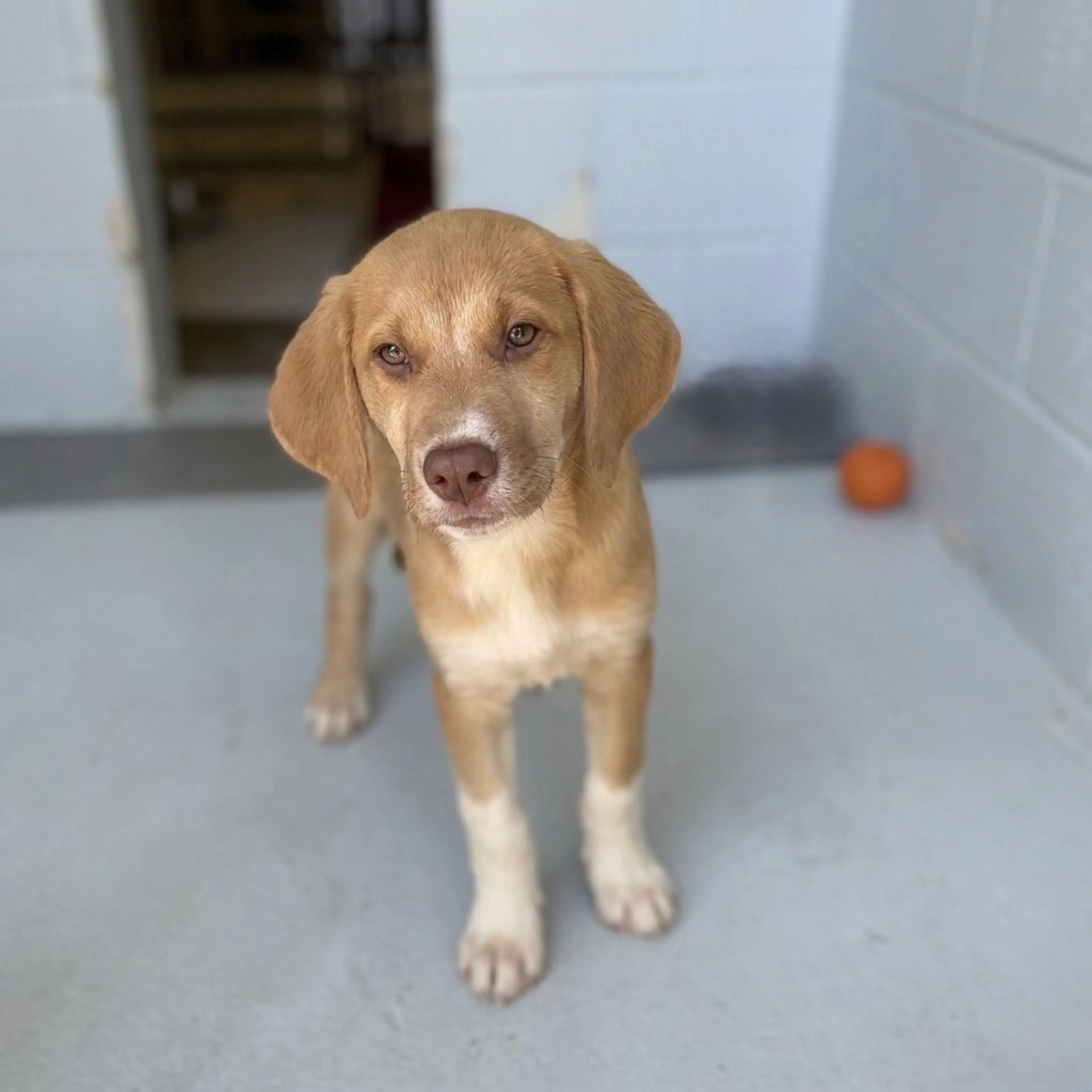 Found pet-1