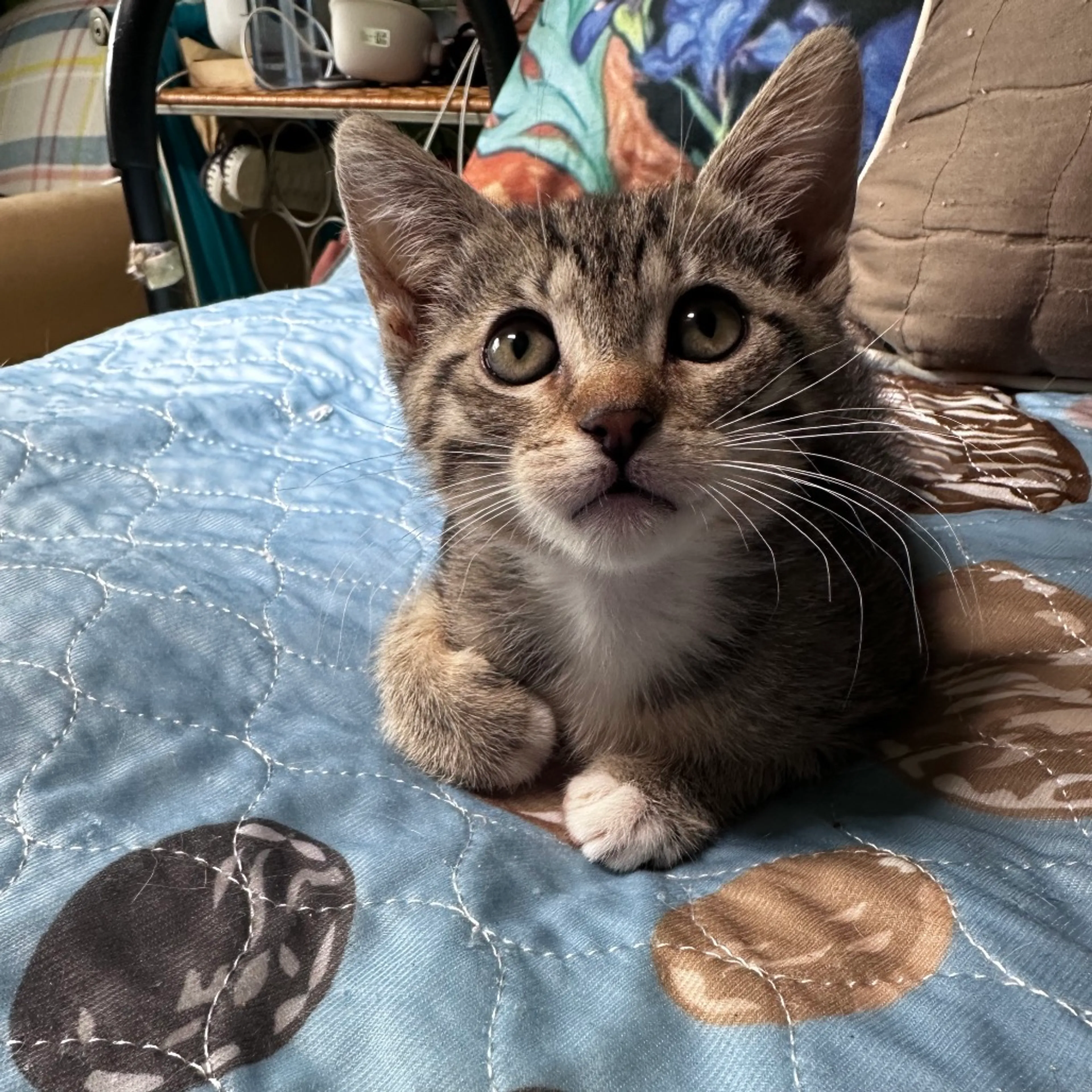 Found pet-0