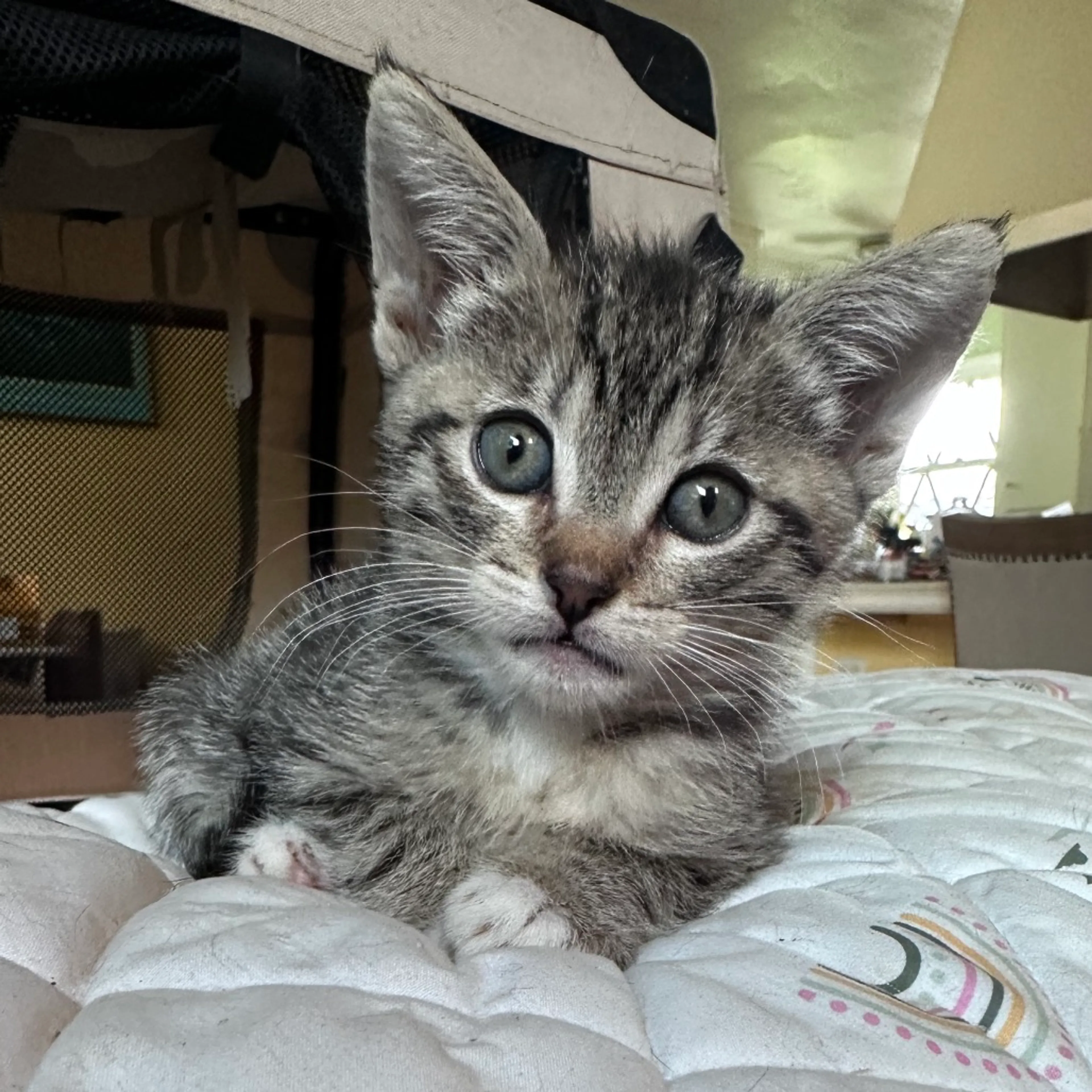 Found pet-2