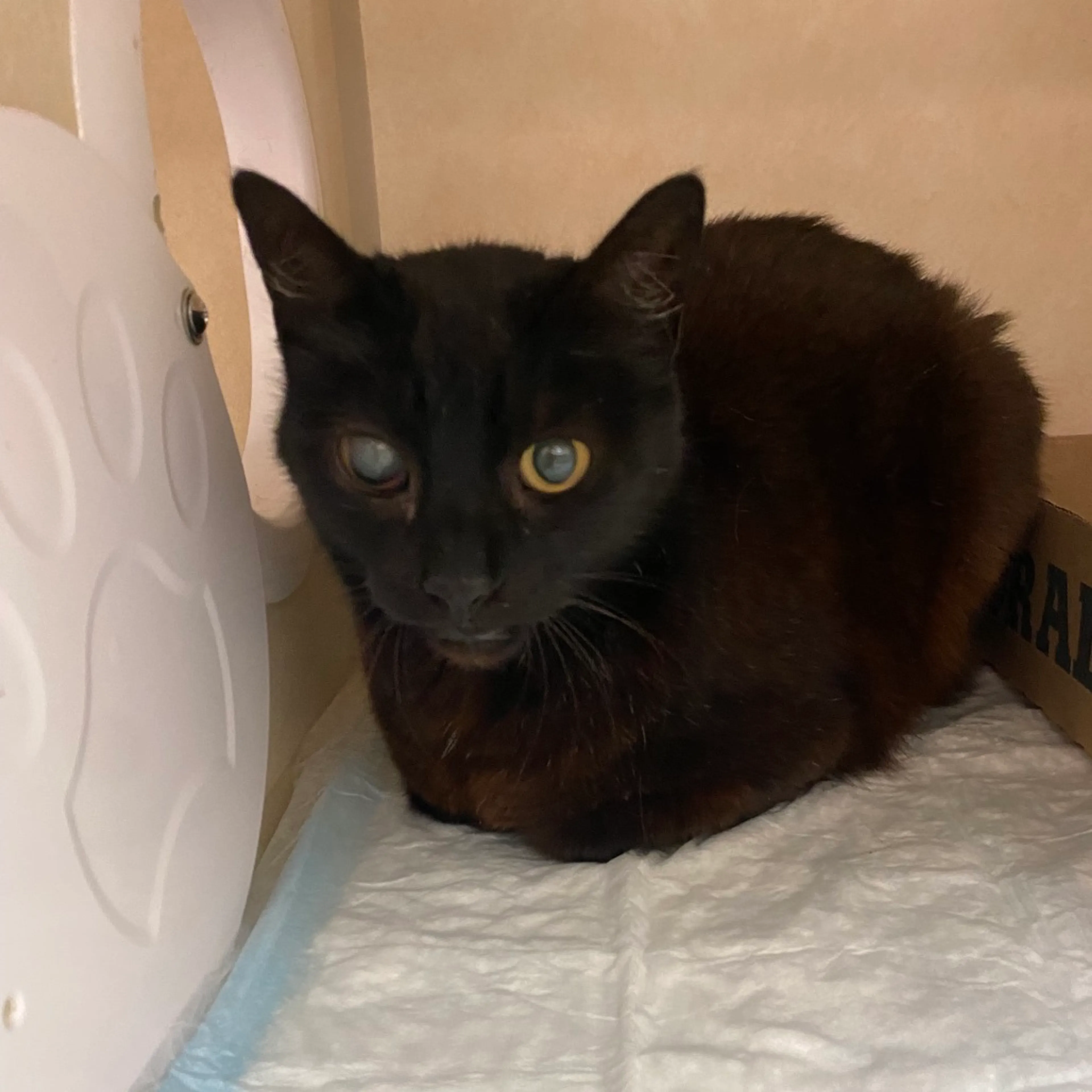 Found pet-1