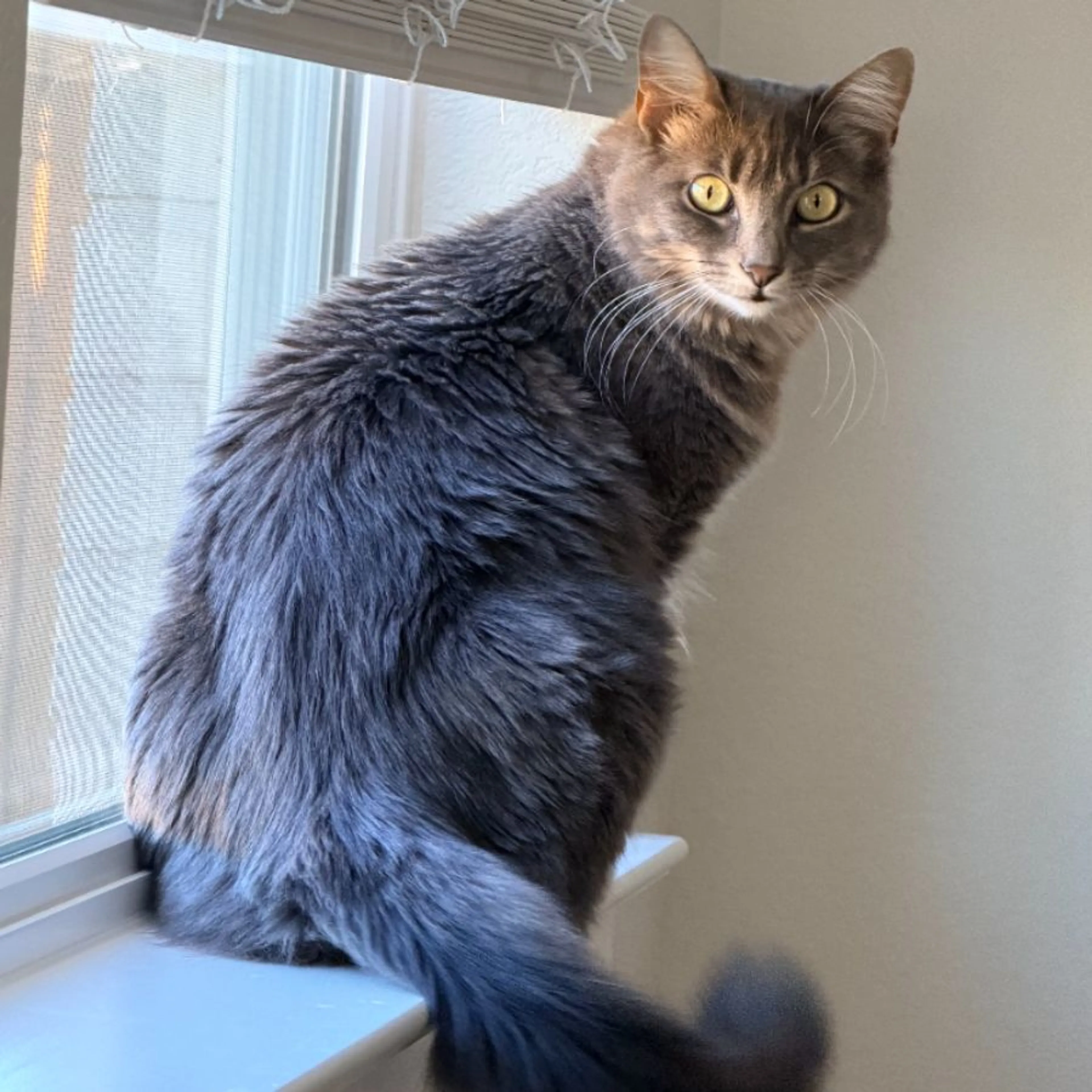 Lost pet