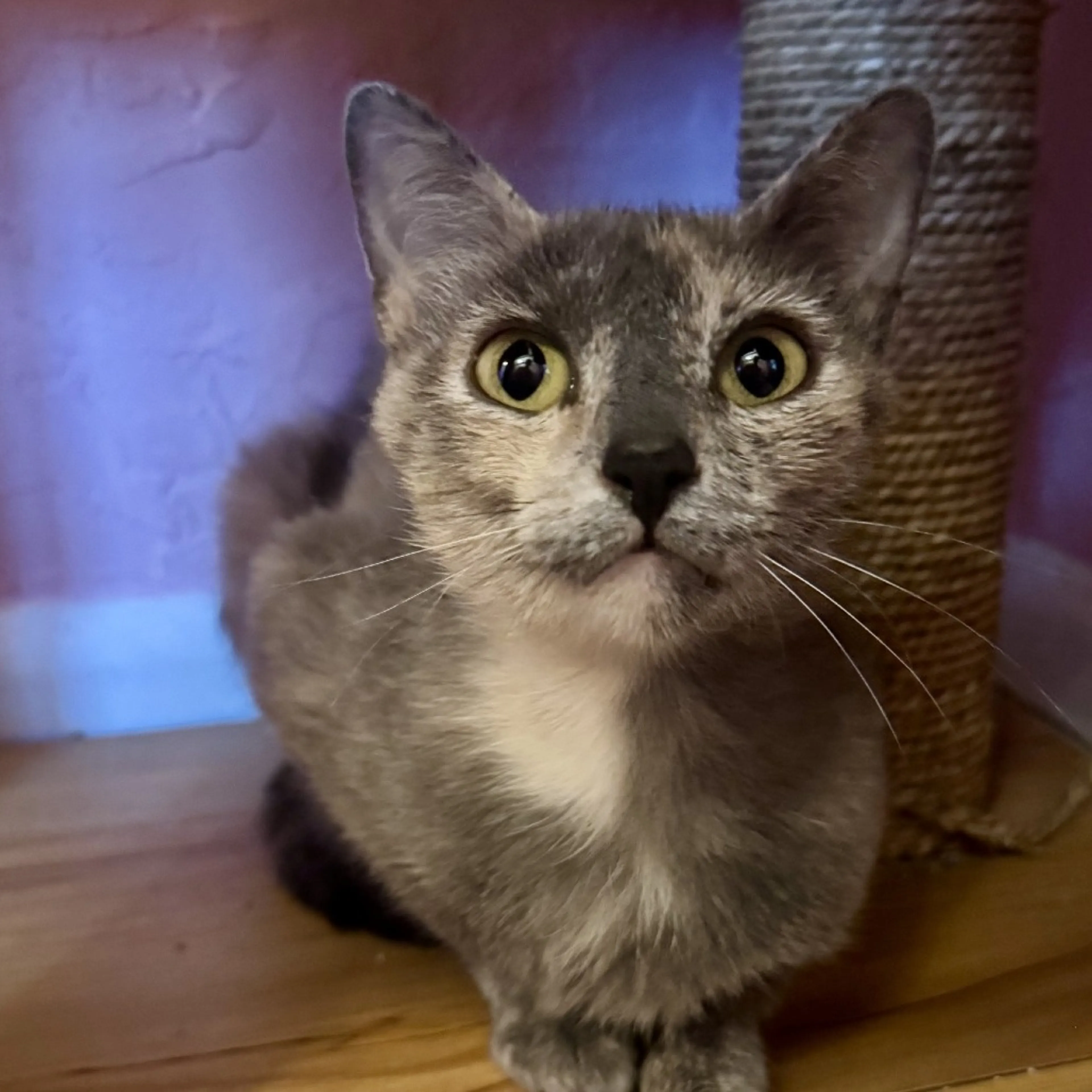 cdn image