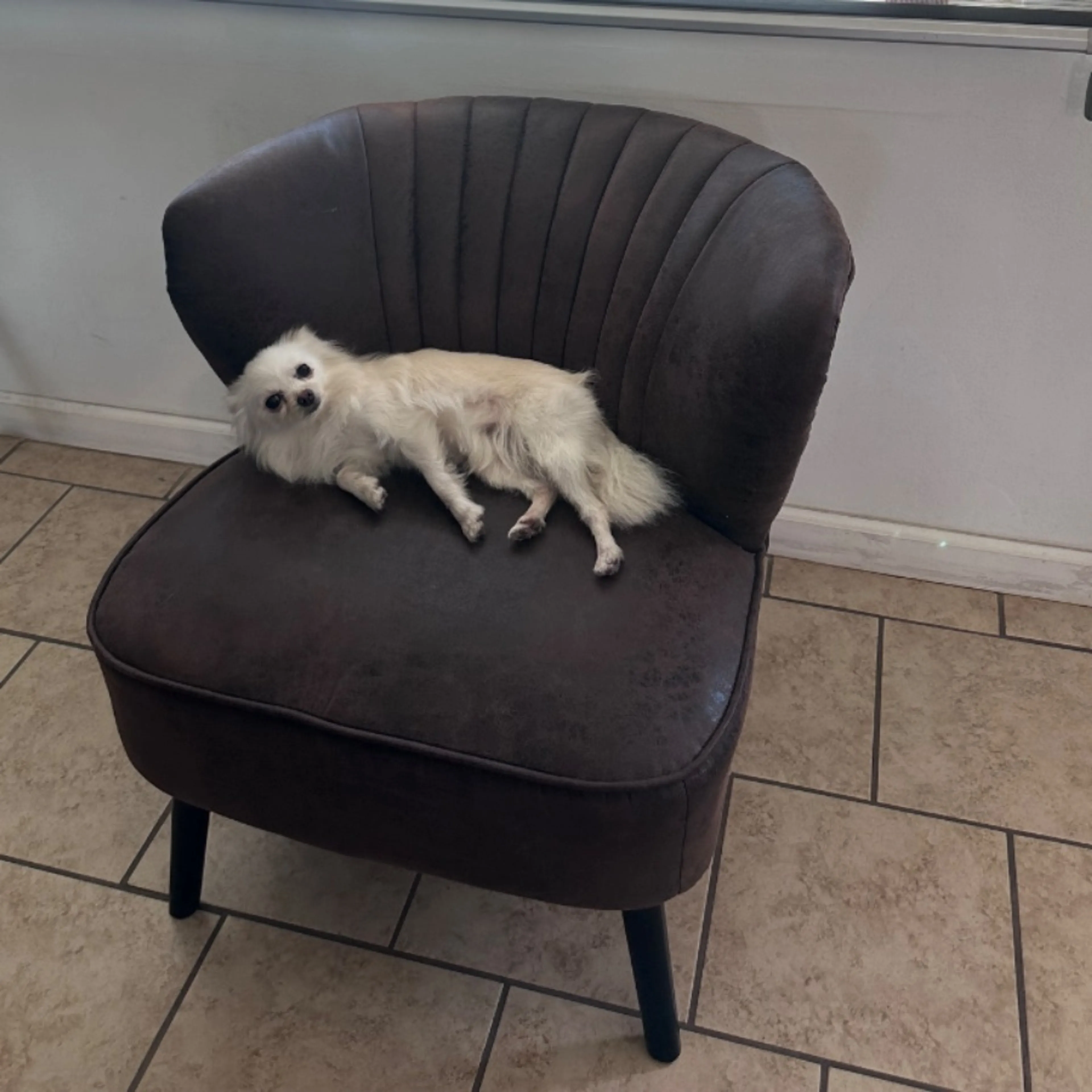 Lost pet