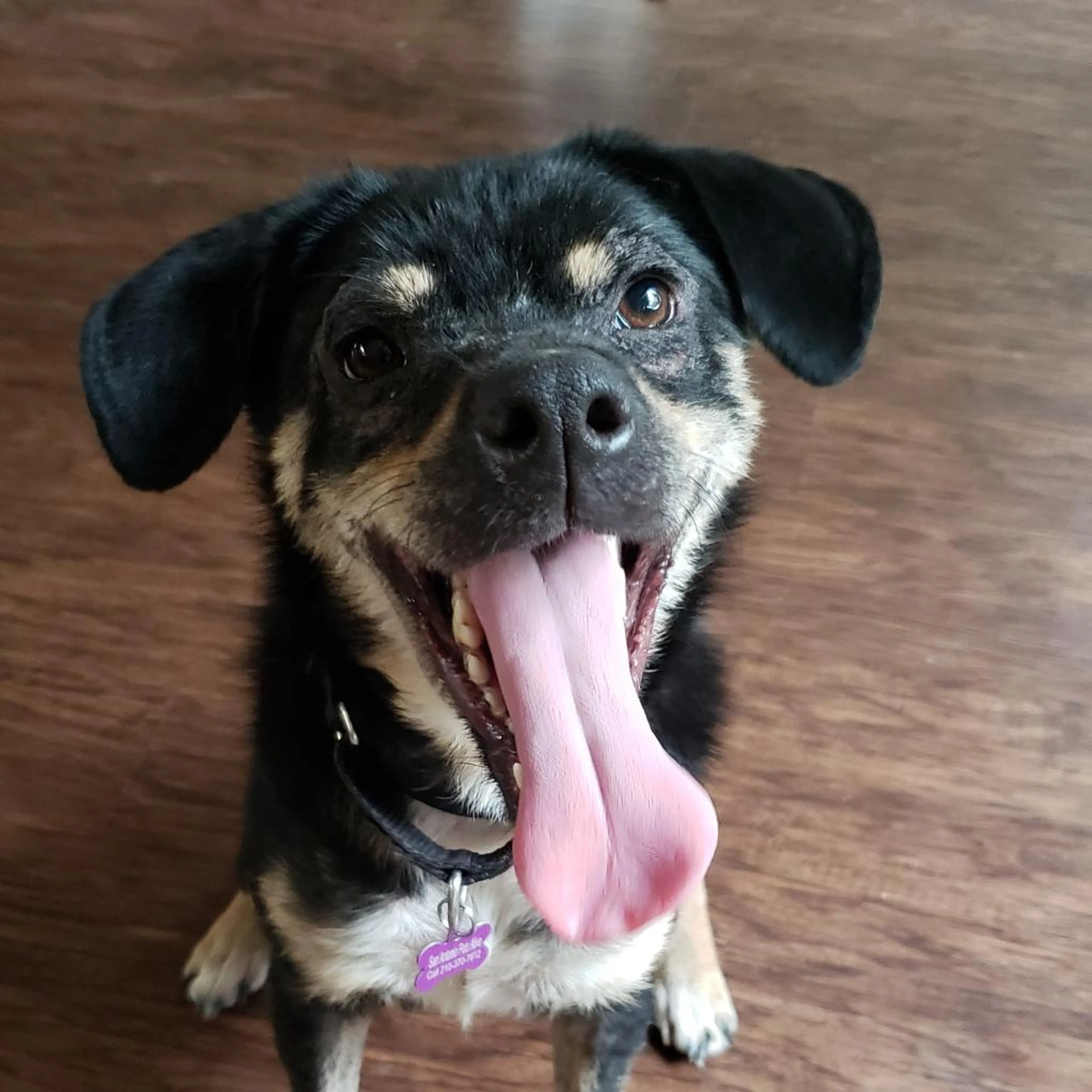 Found pet-5