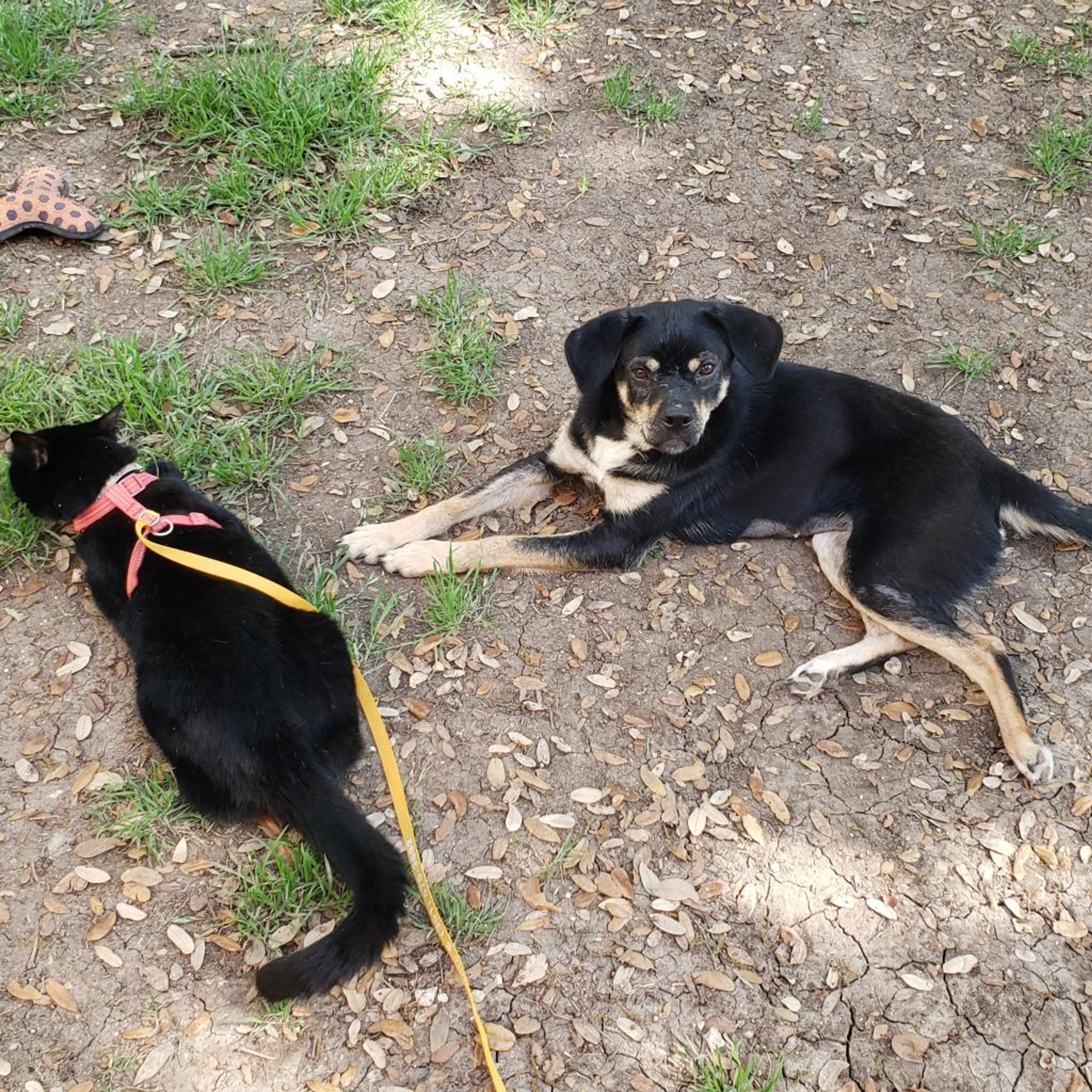 Found pet-2
