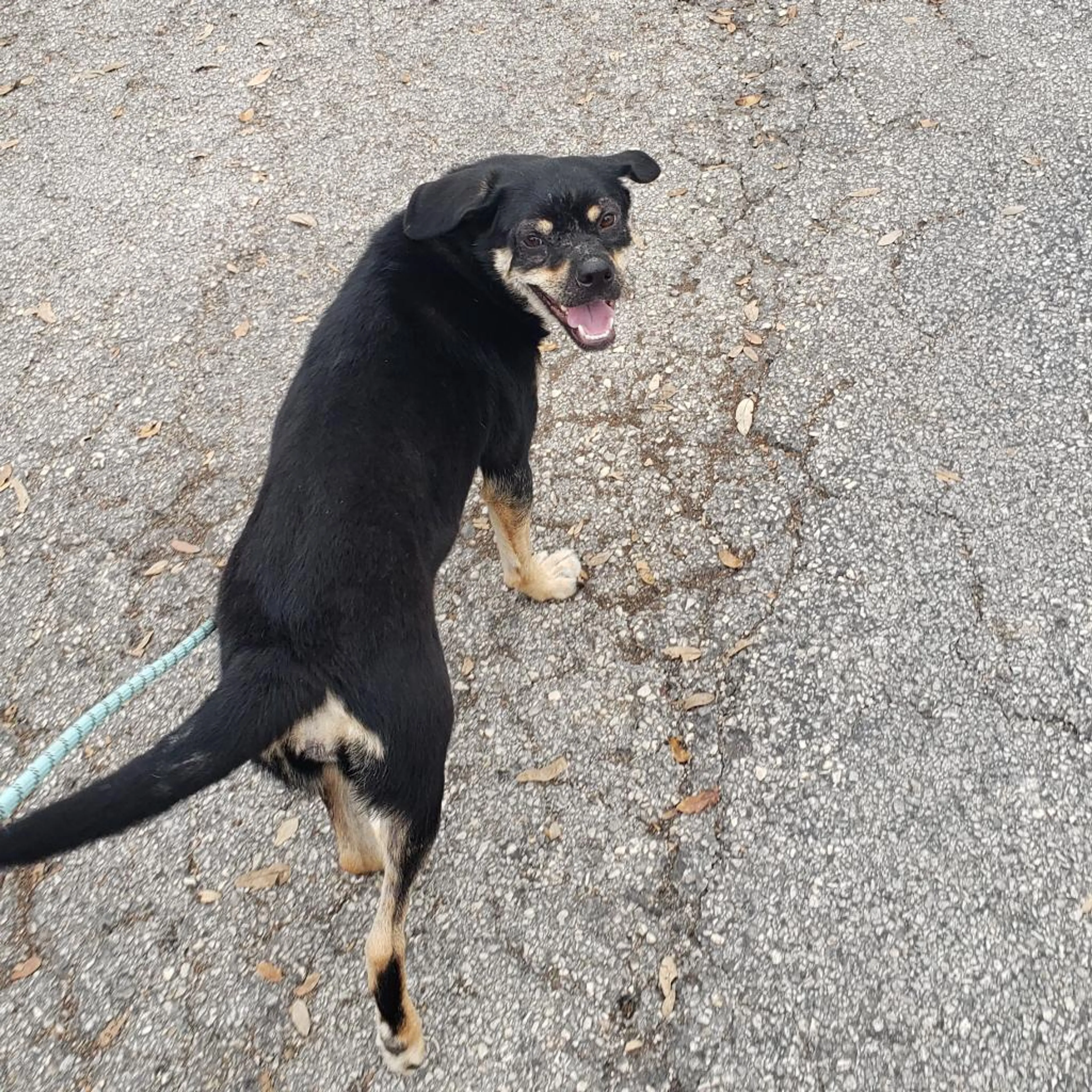 Found pet-3
