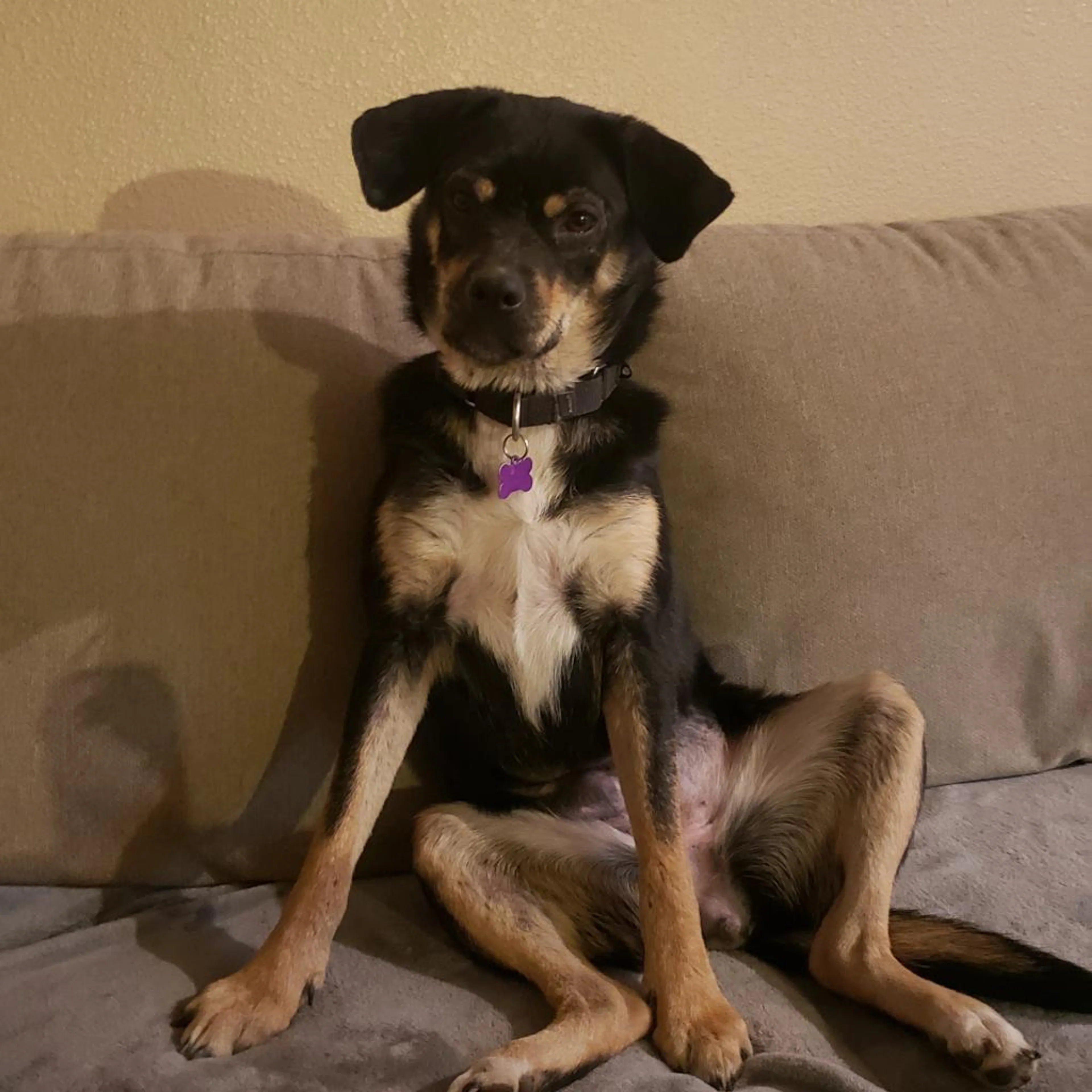Found pet-1