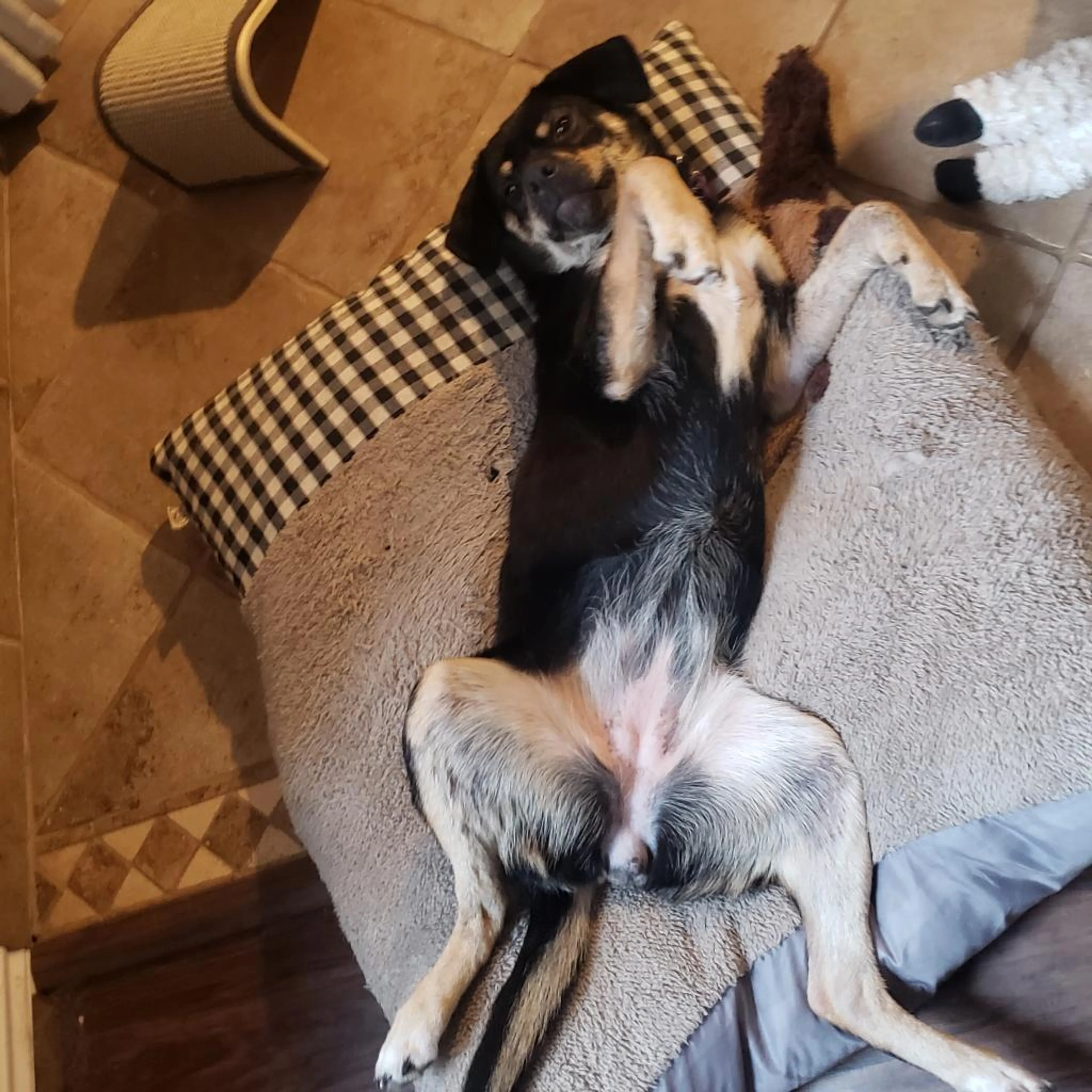 Found pet-4