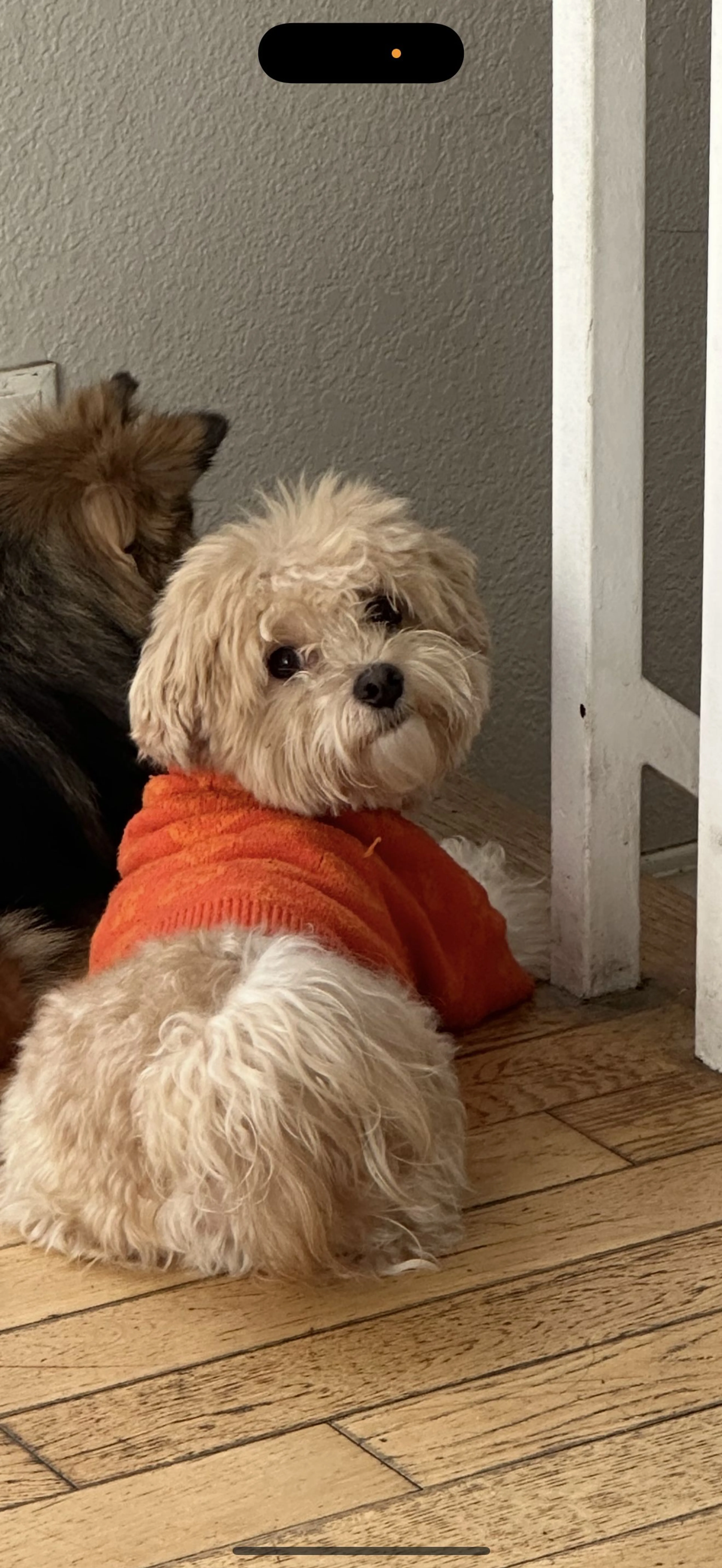Lost pet-0