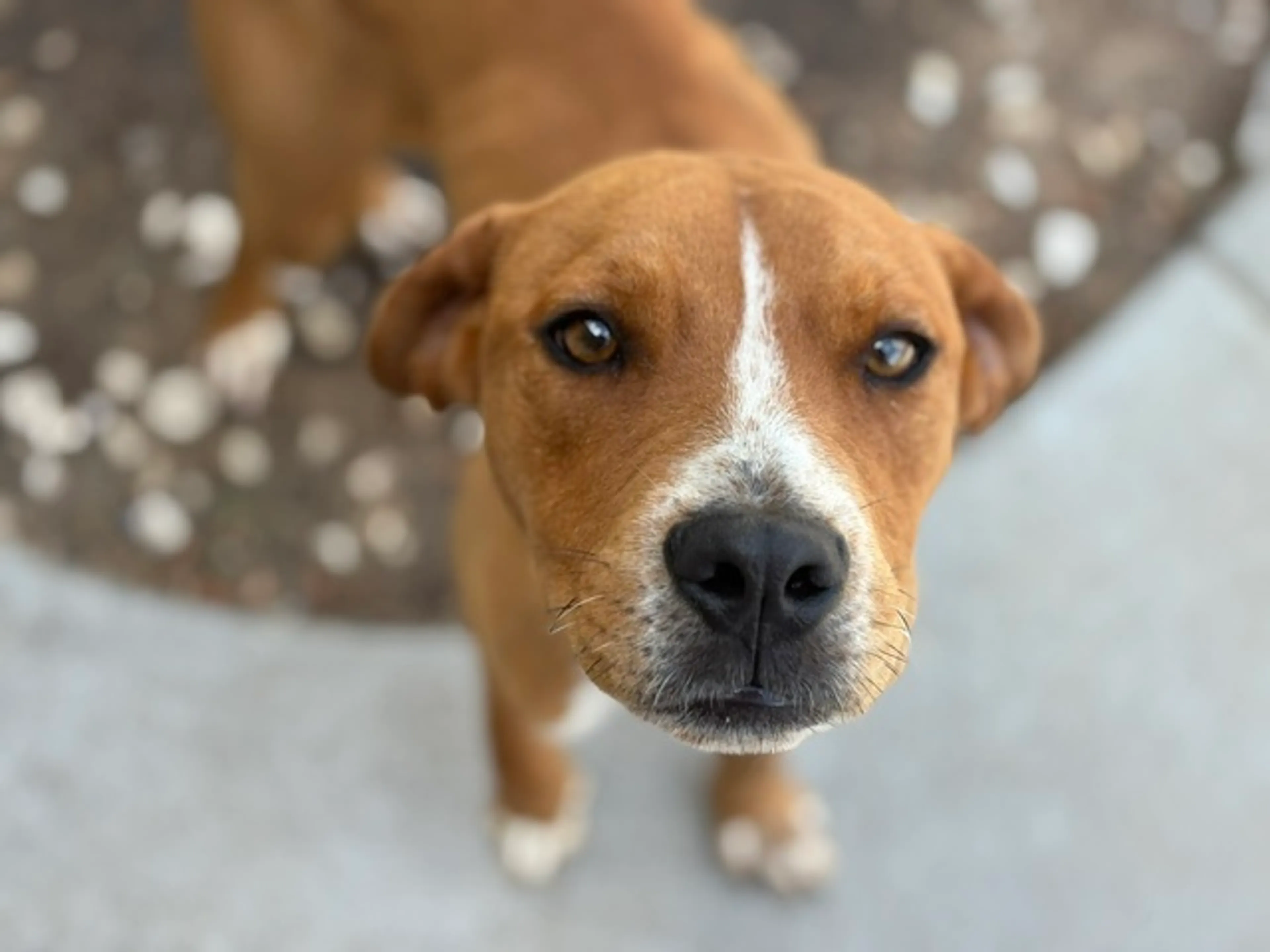 Found pet