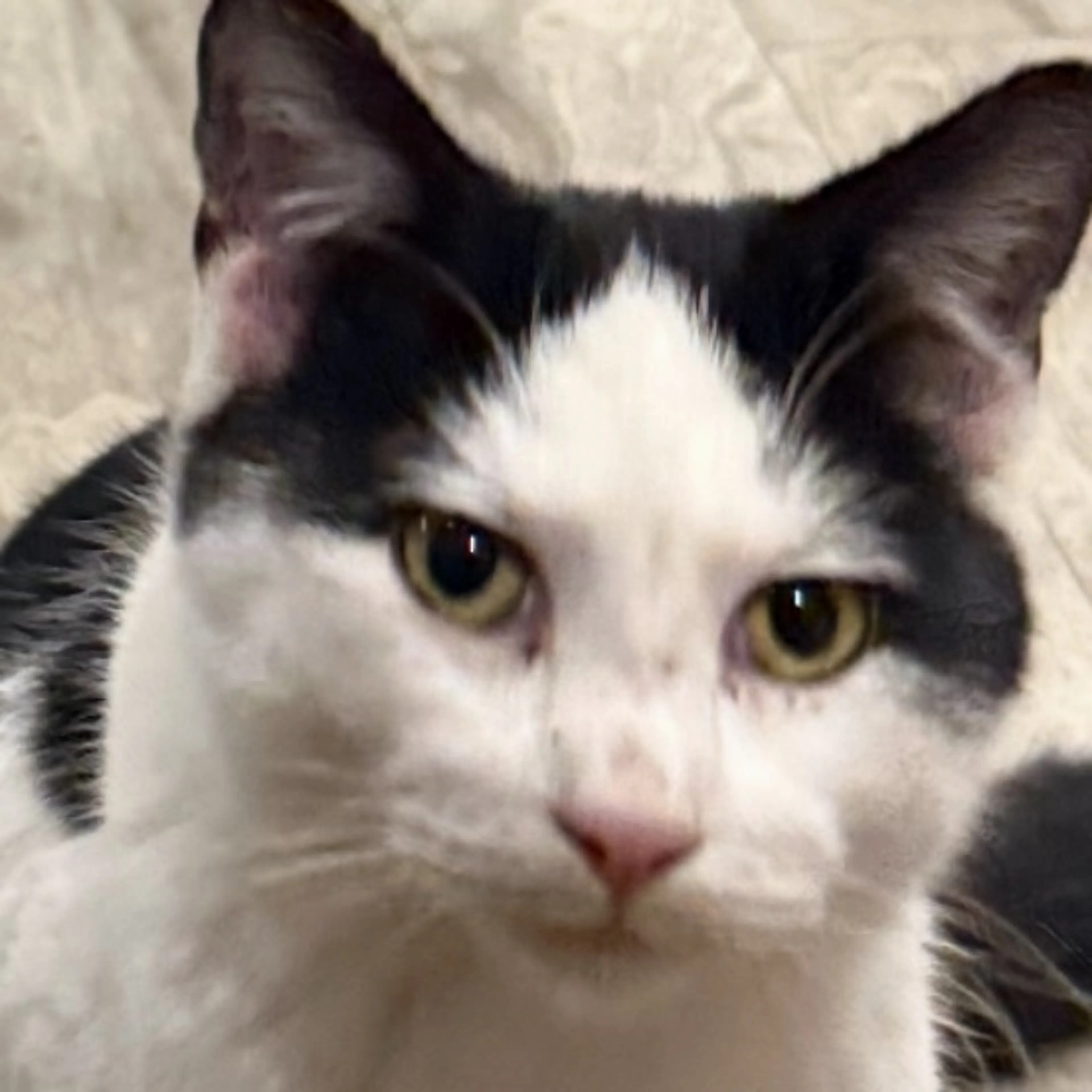 Lost pet