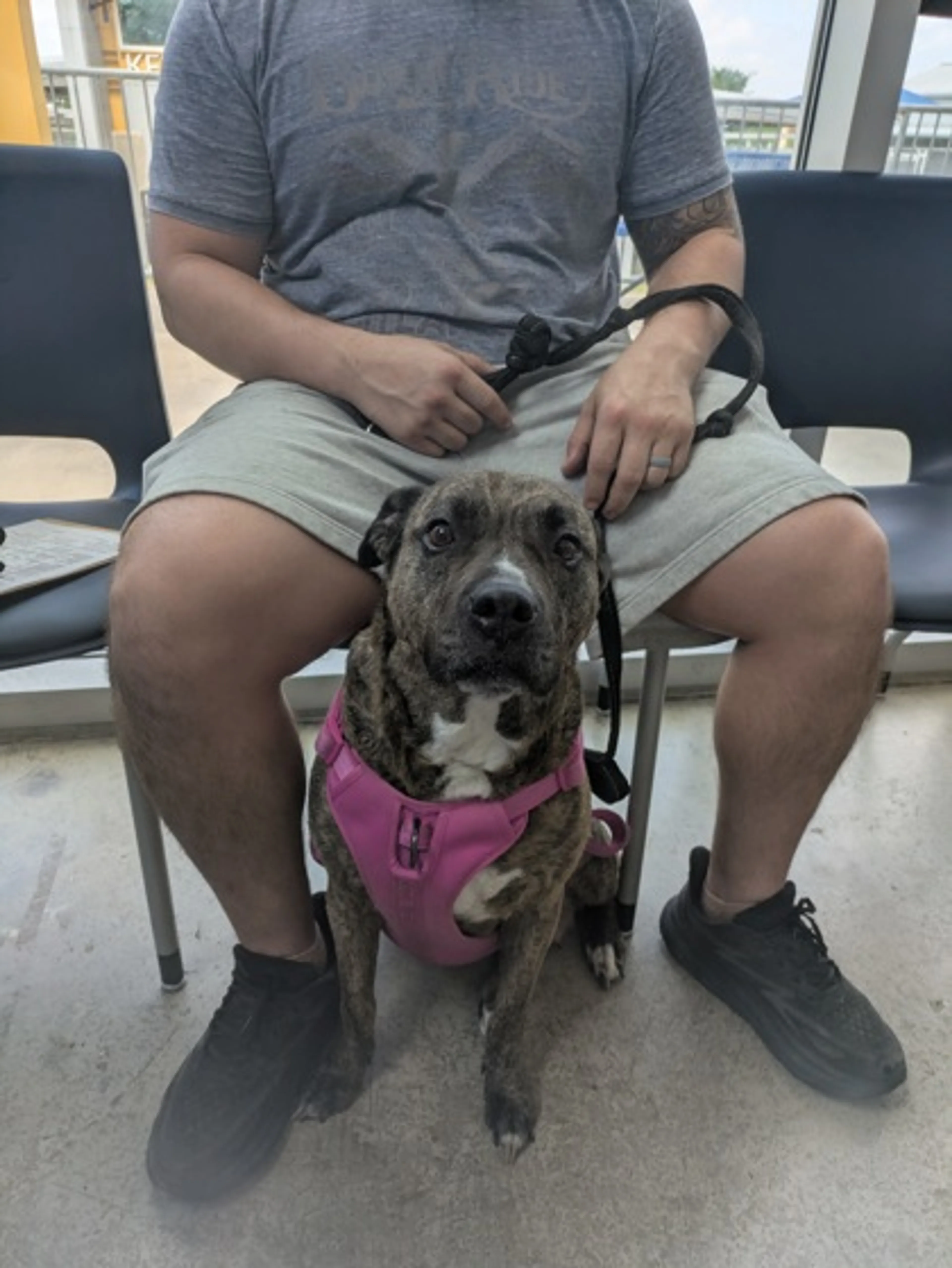 Found pet