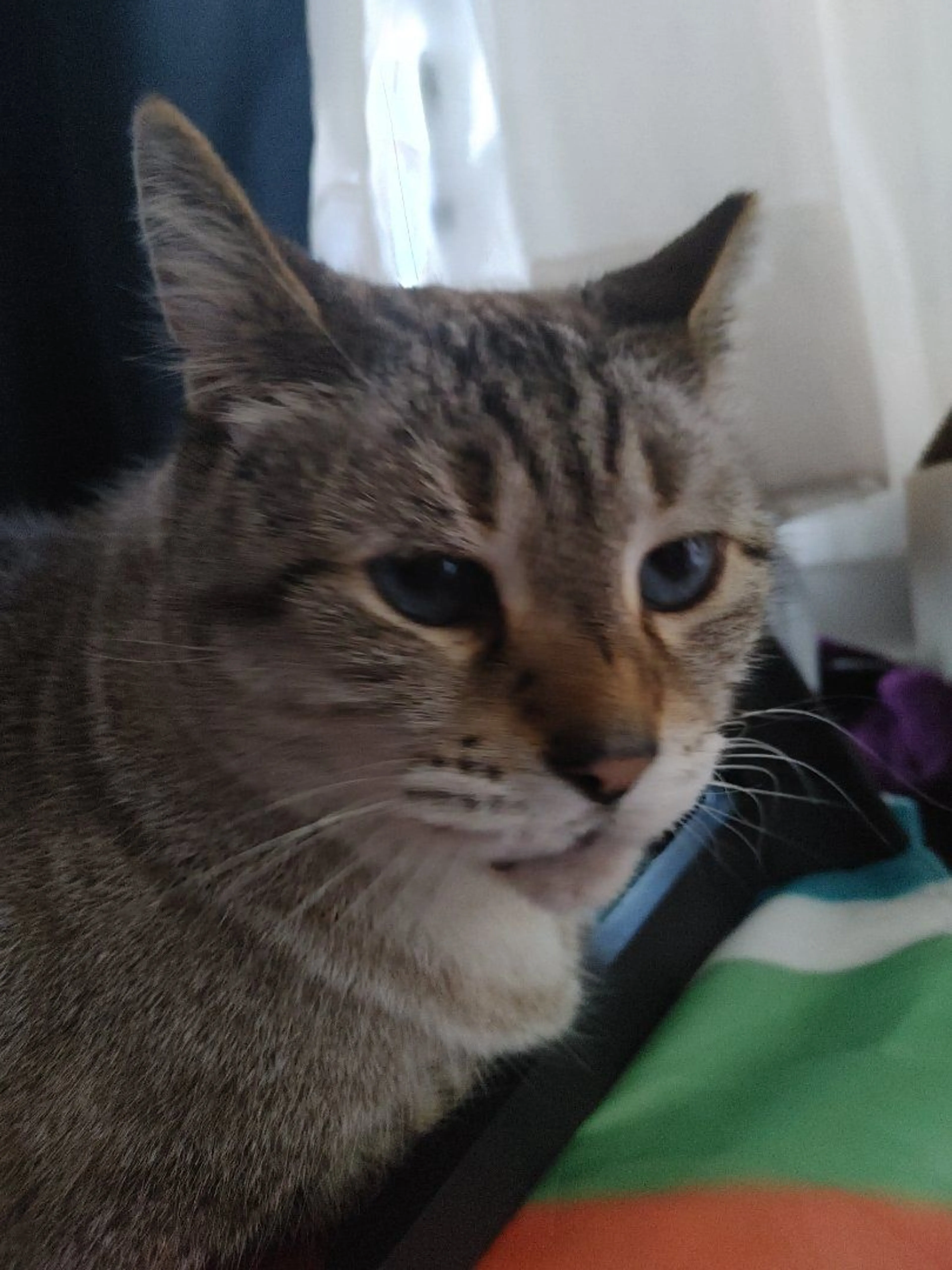 Lost pet-2