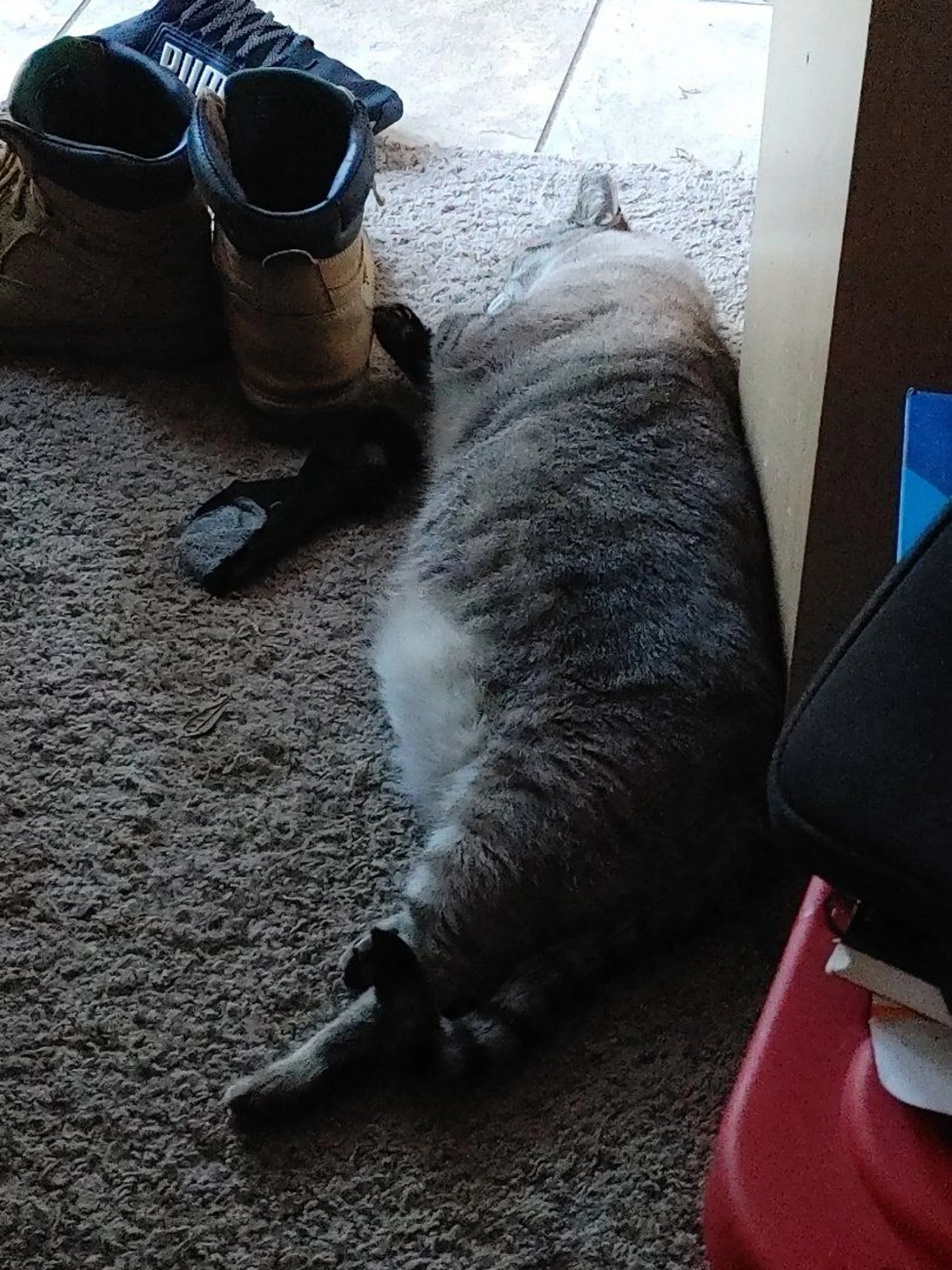Lost pet-3
