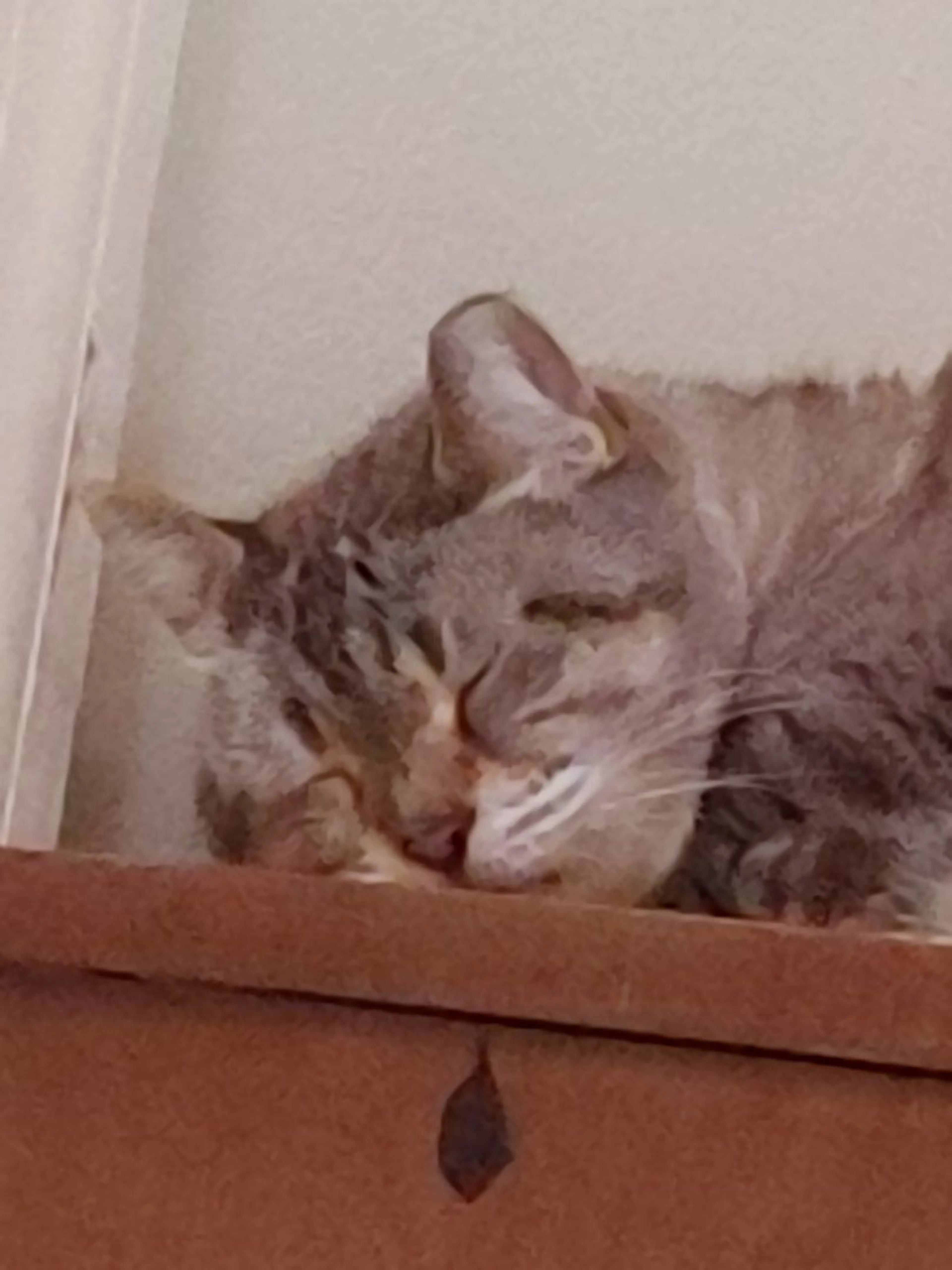 Lost pet-1