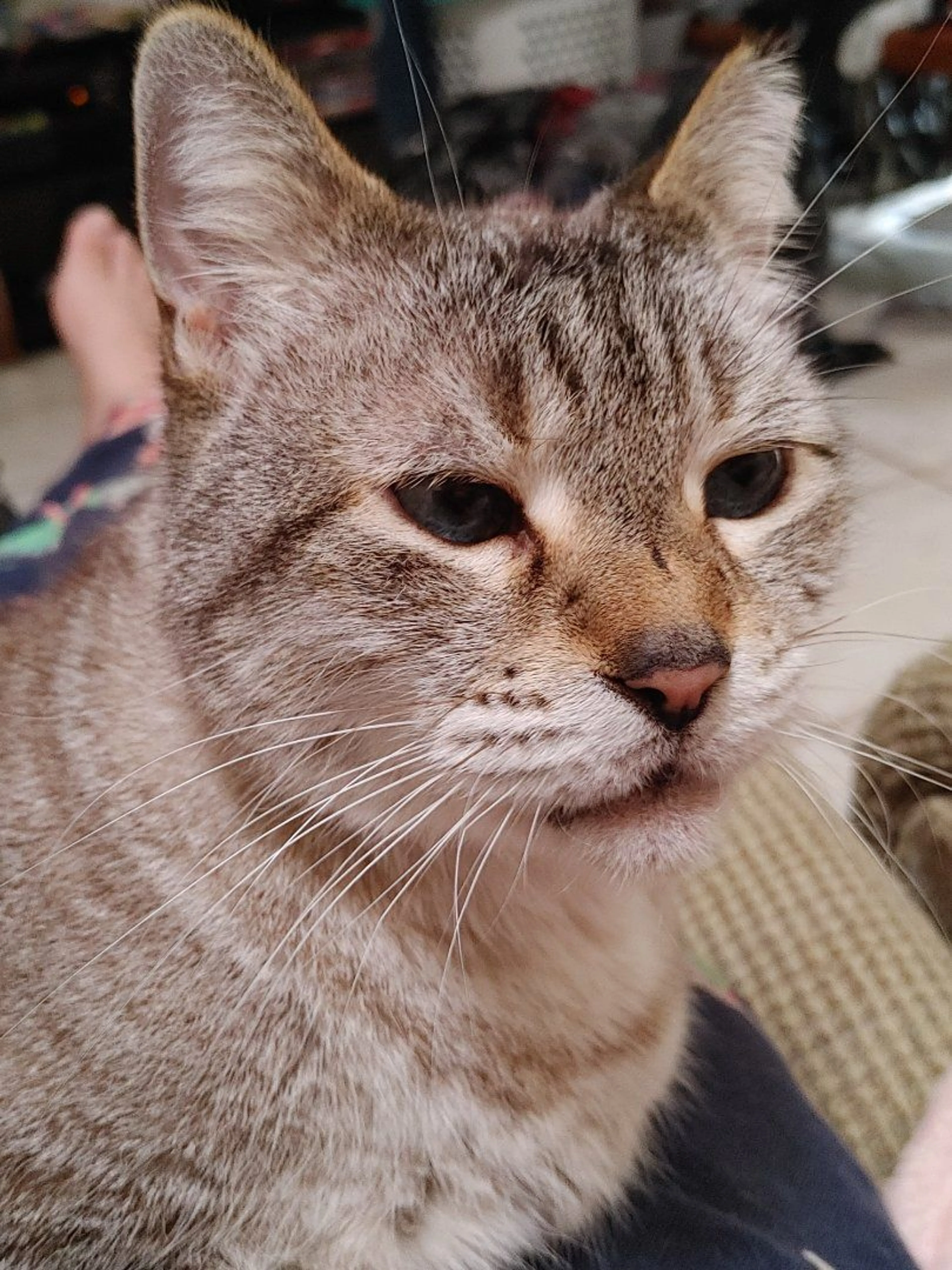 Lost pet-0
