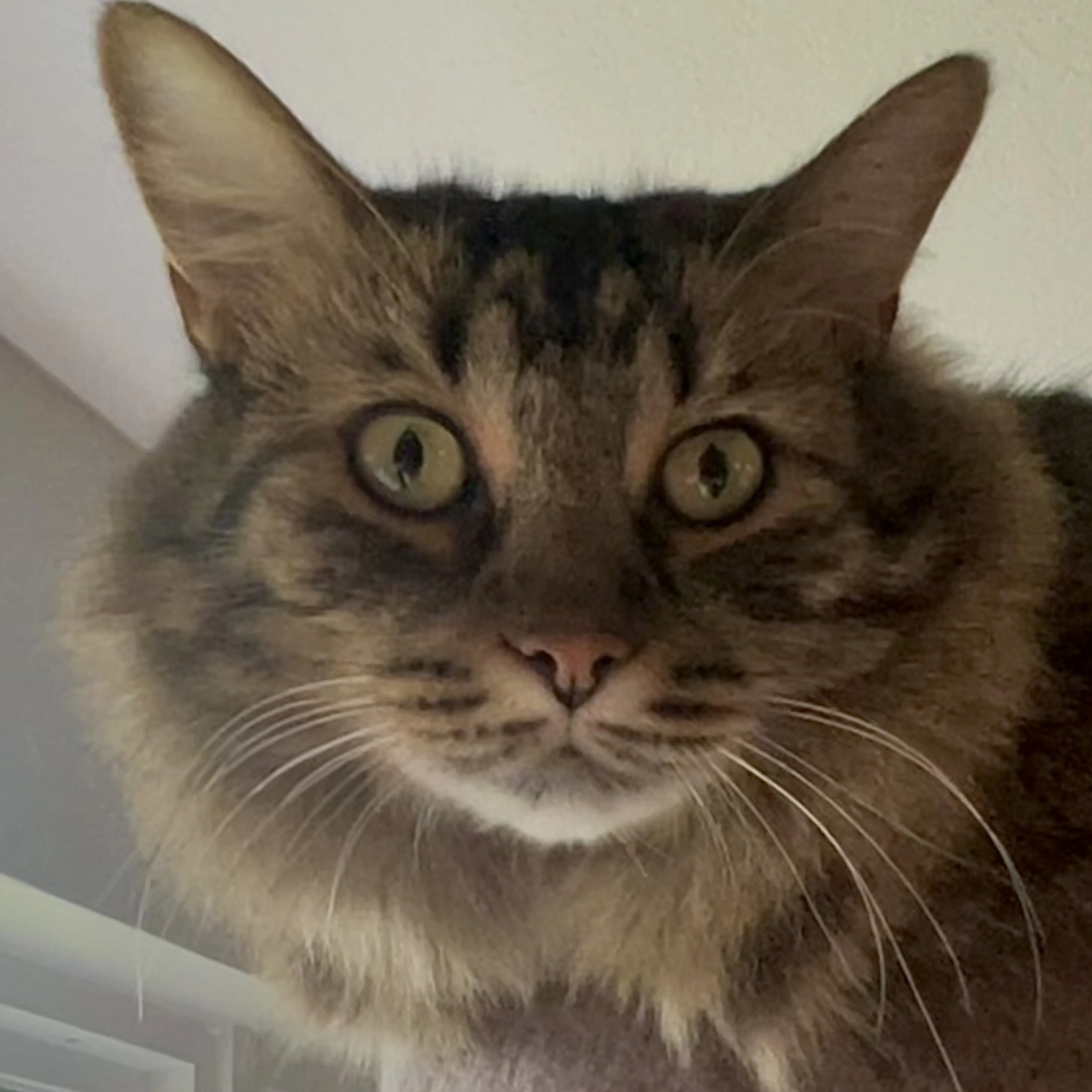Lost pet-2