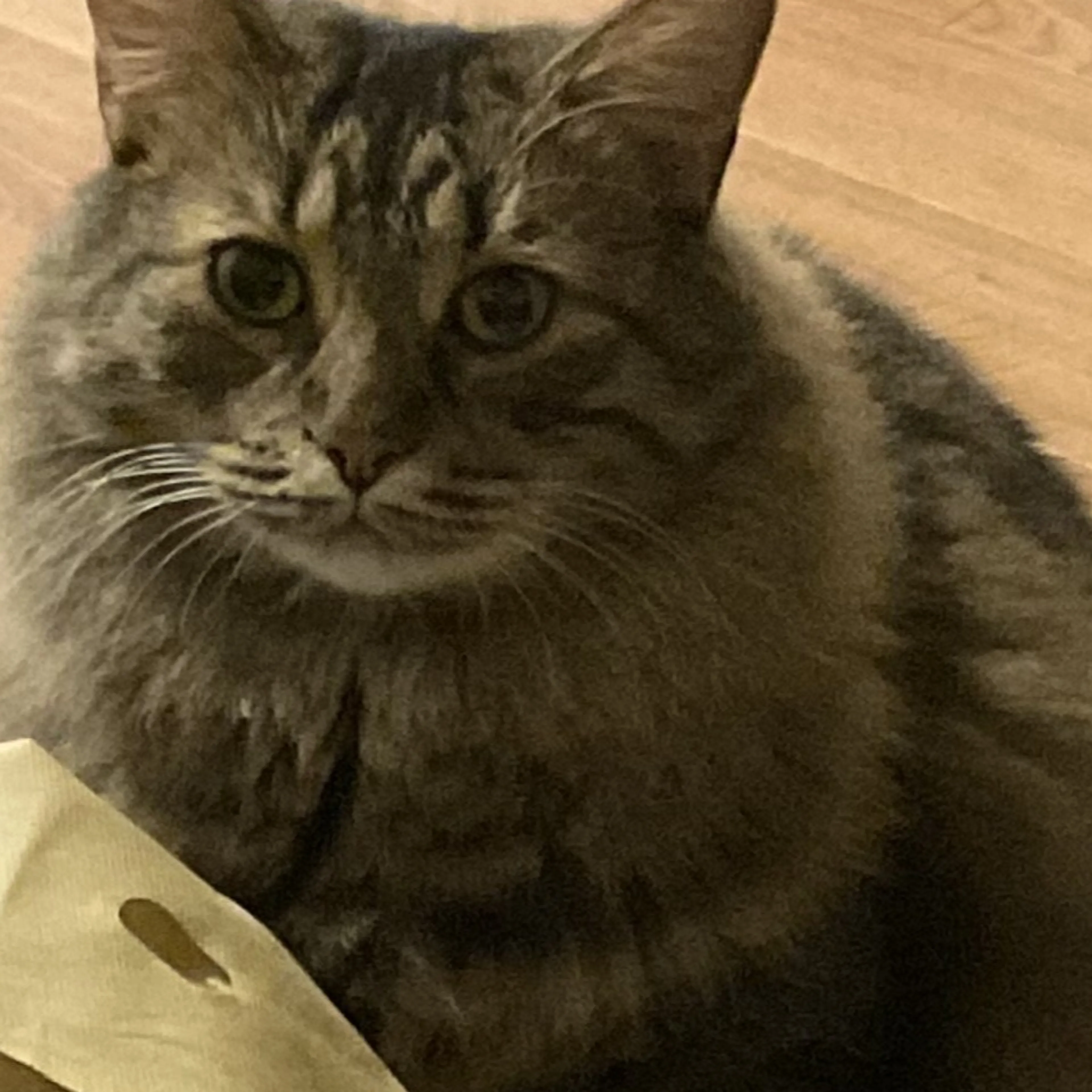 Lost pet-3