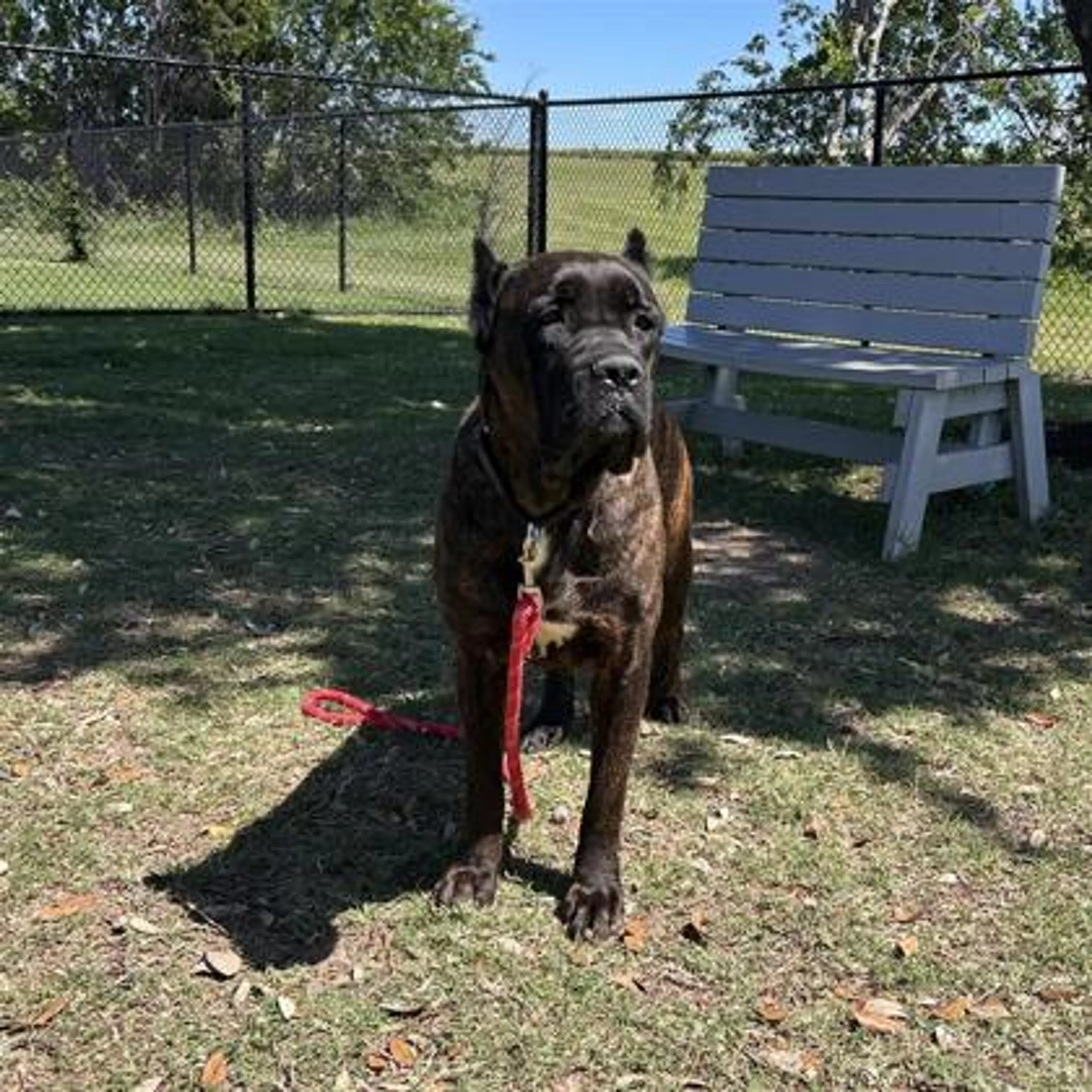 Found pet-2