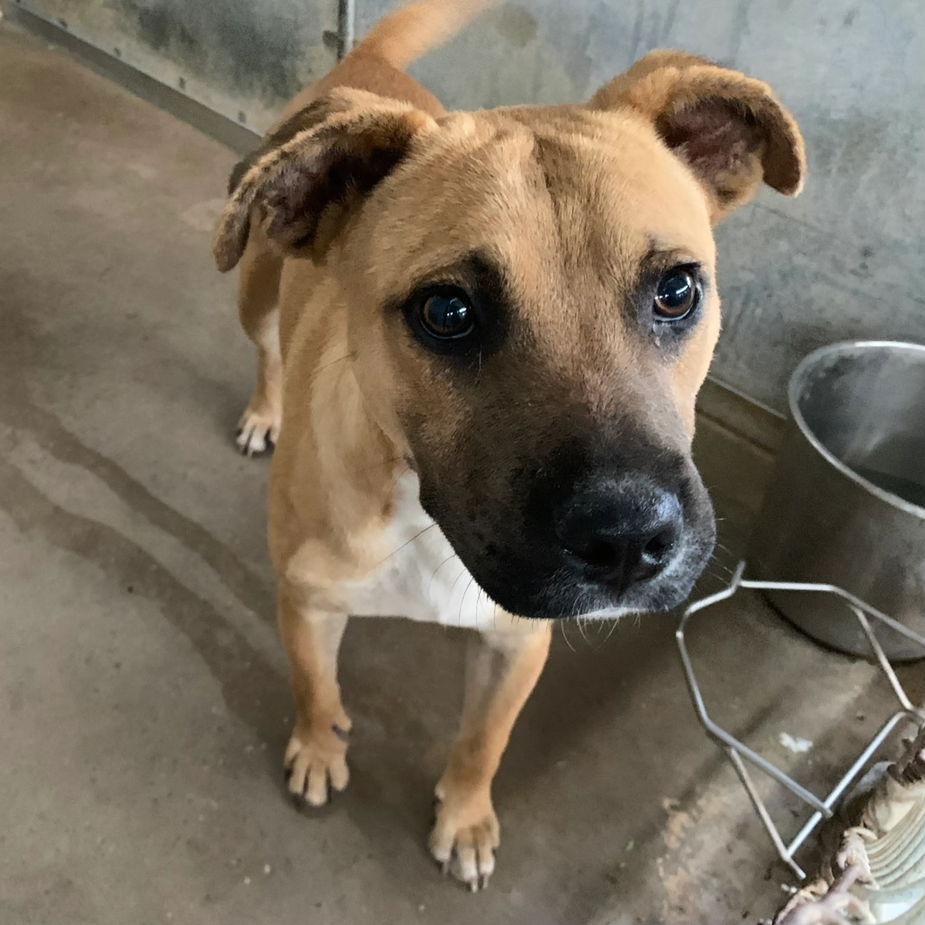 Found pet-2