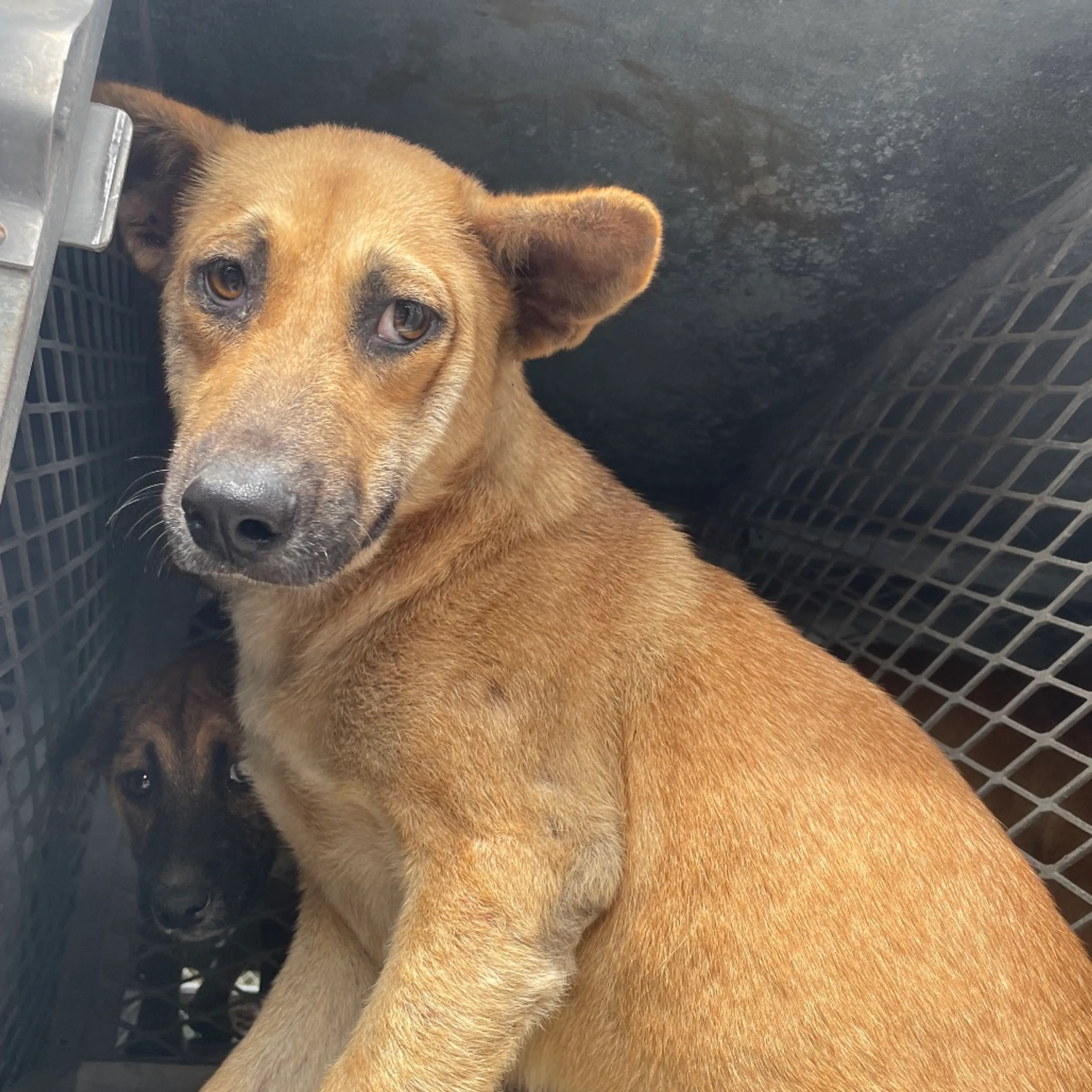 Found pet-1