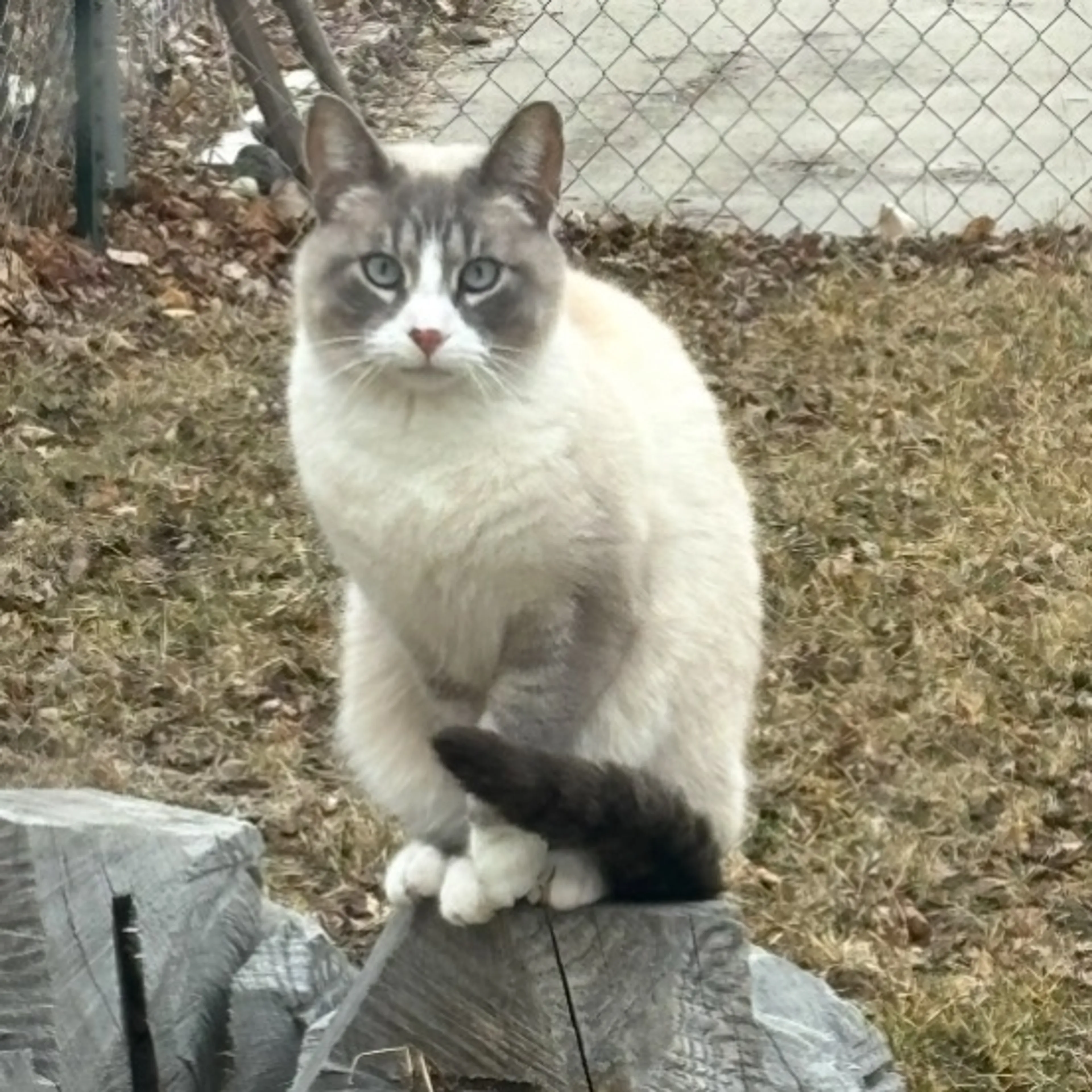 Lost pet-0