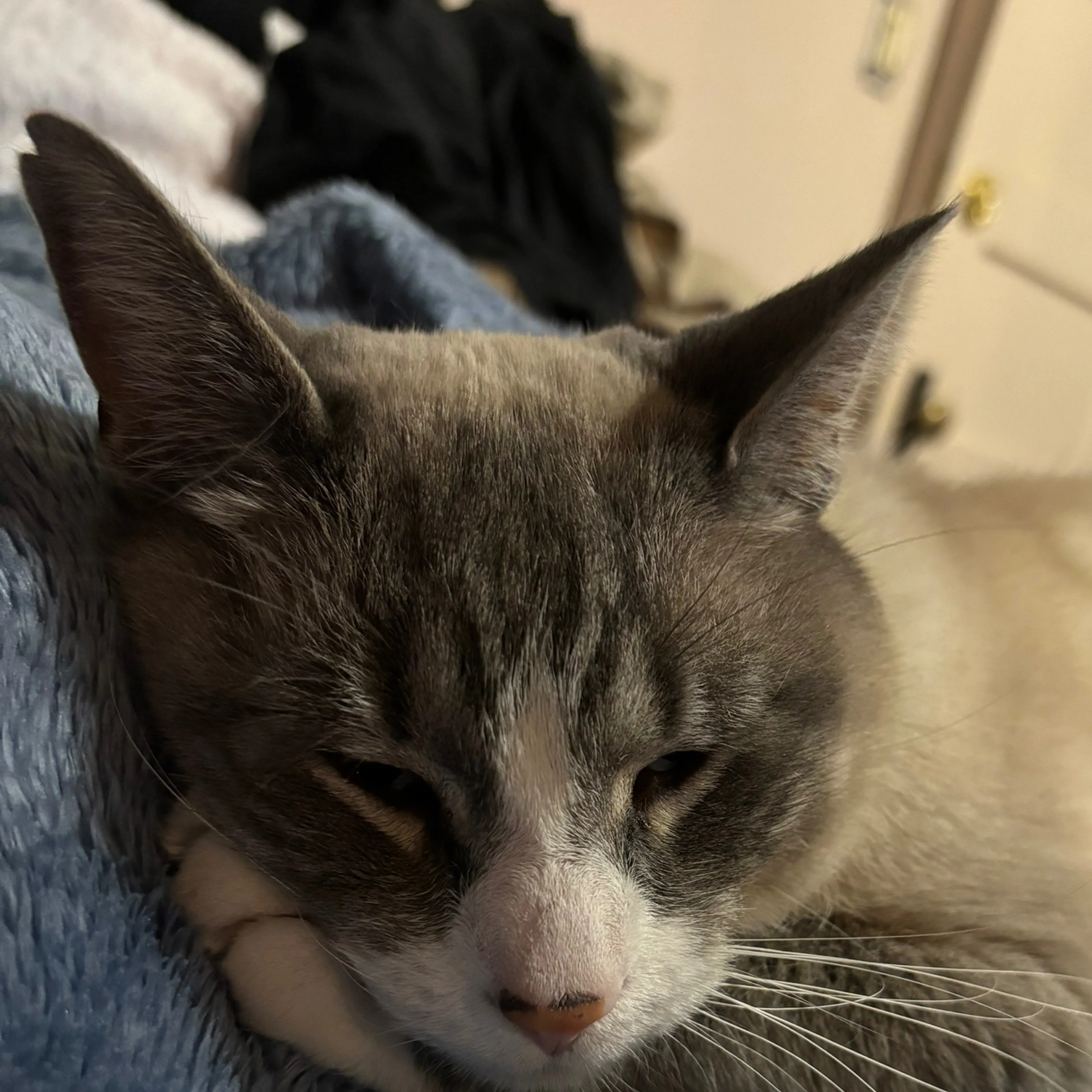 Lost pet-3