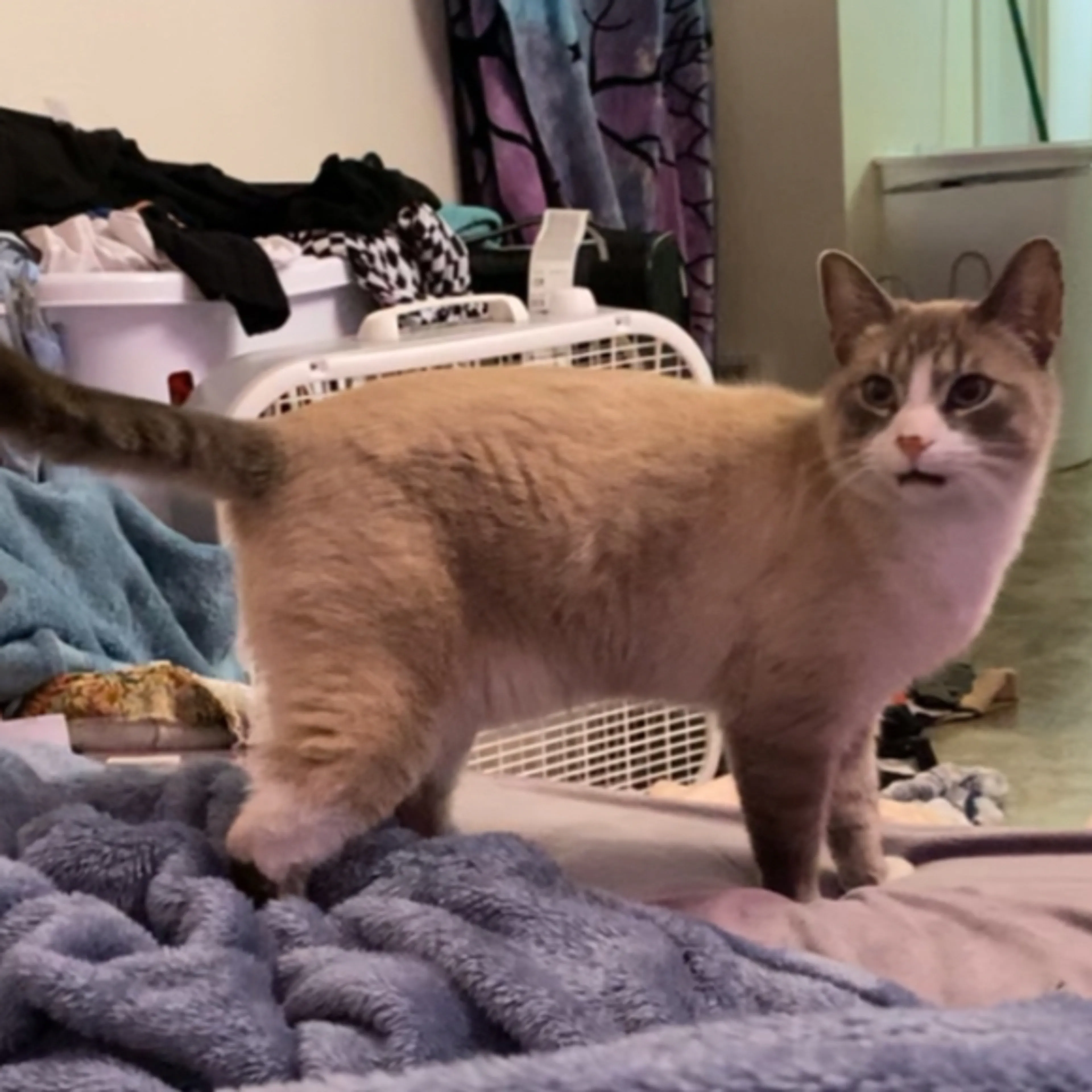 Lost pet-1