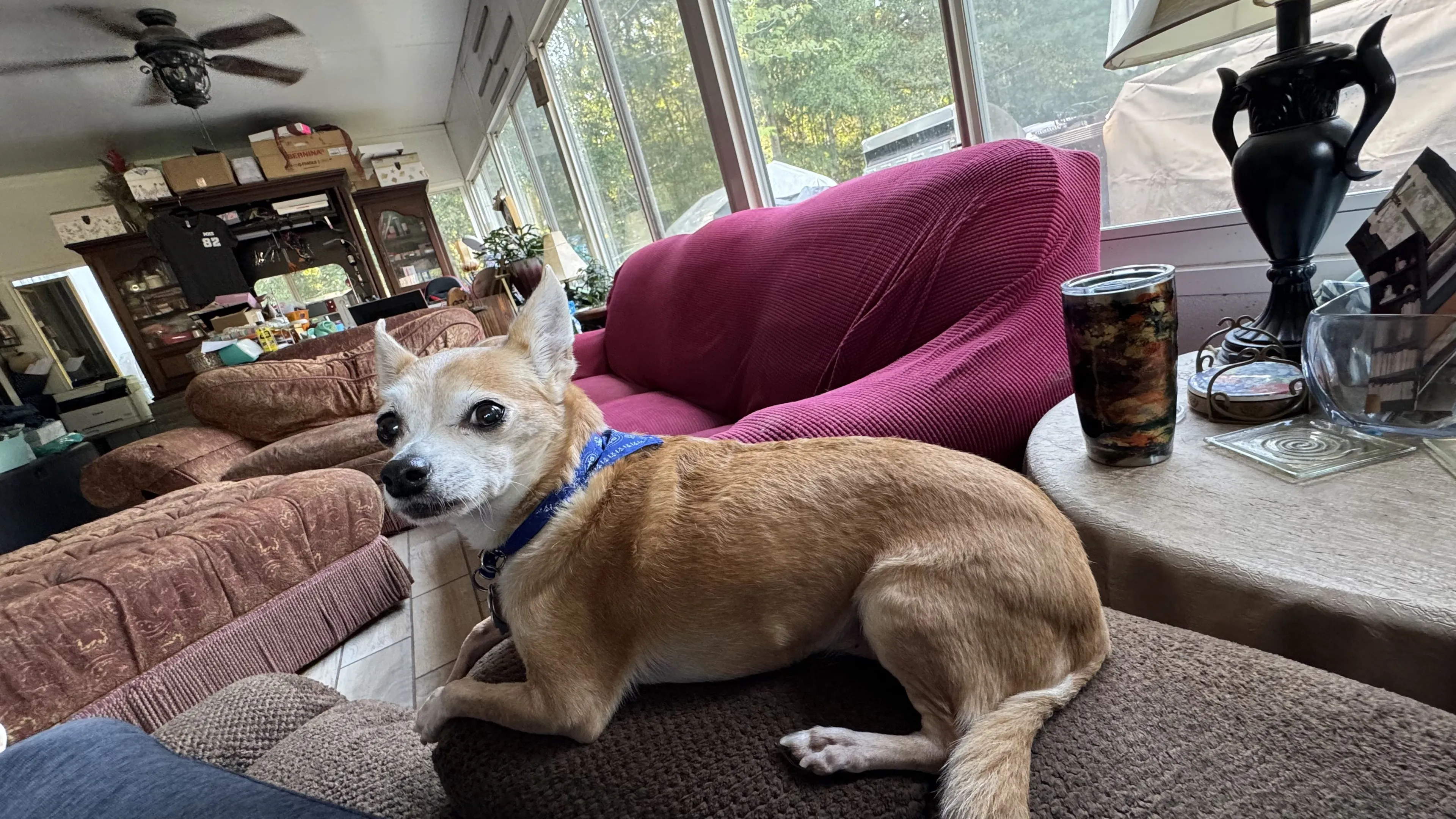 Lost pet-1