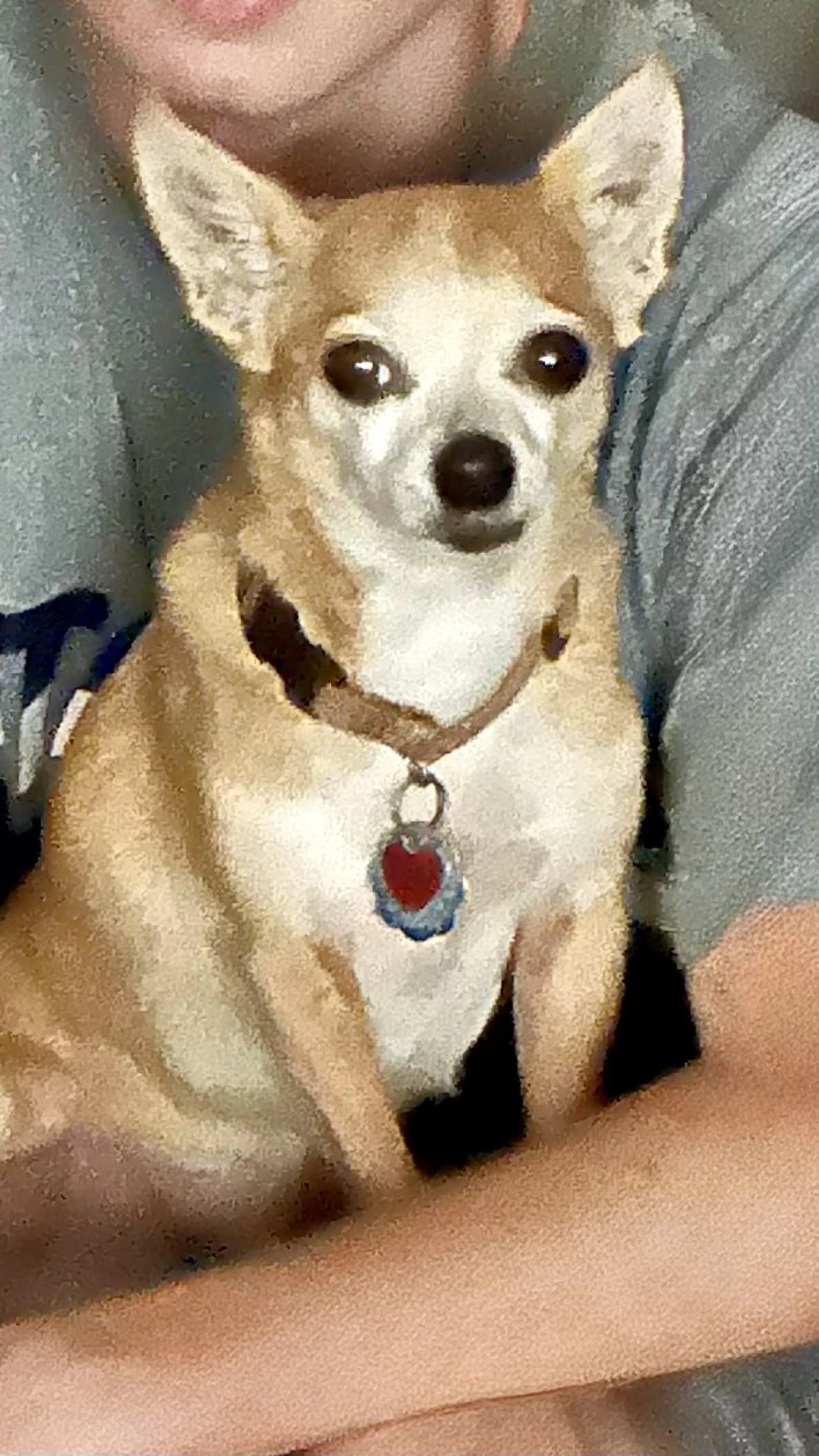 Lost pet-0