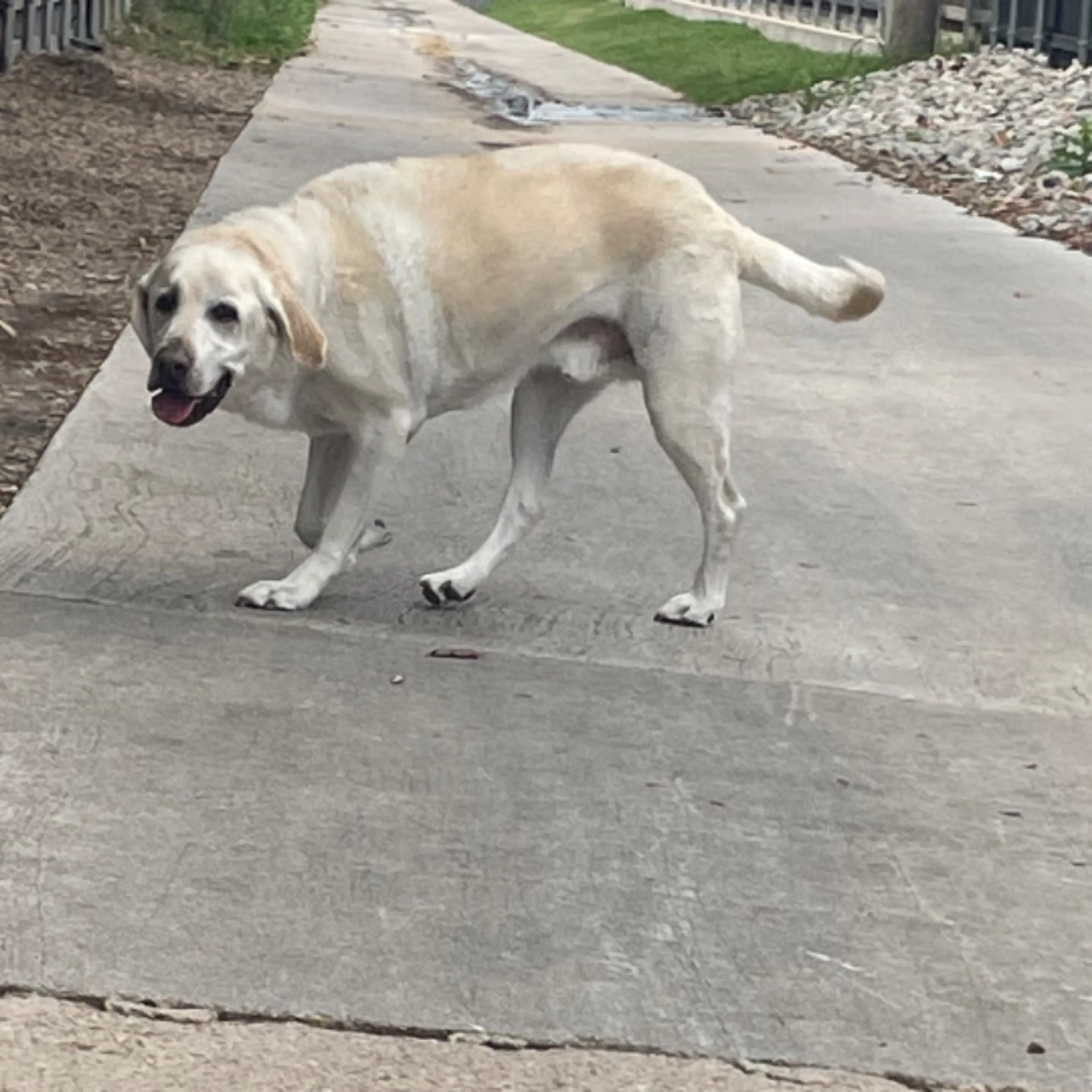 Found pet