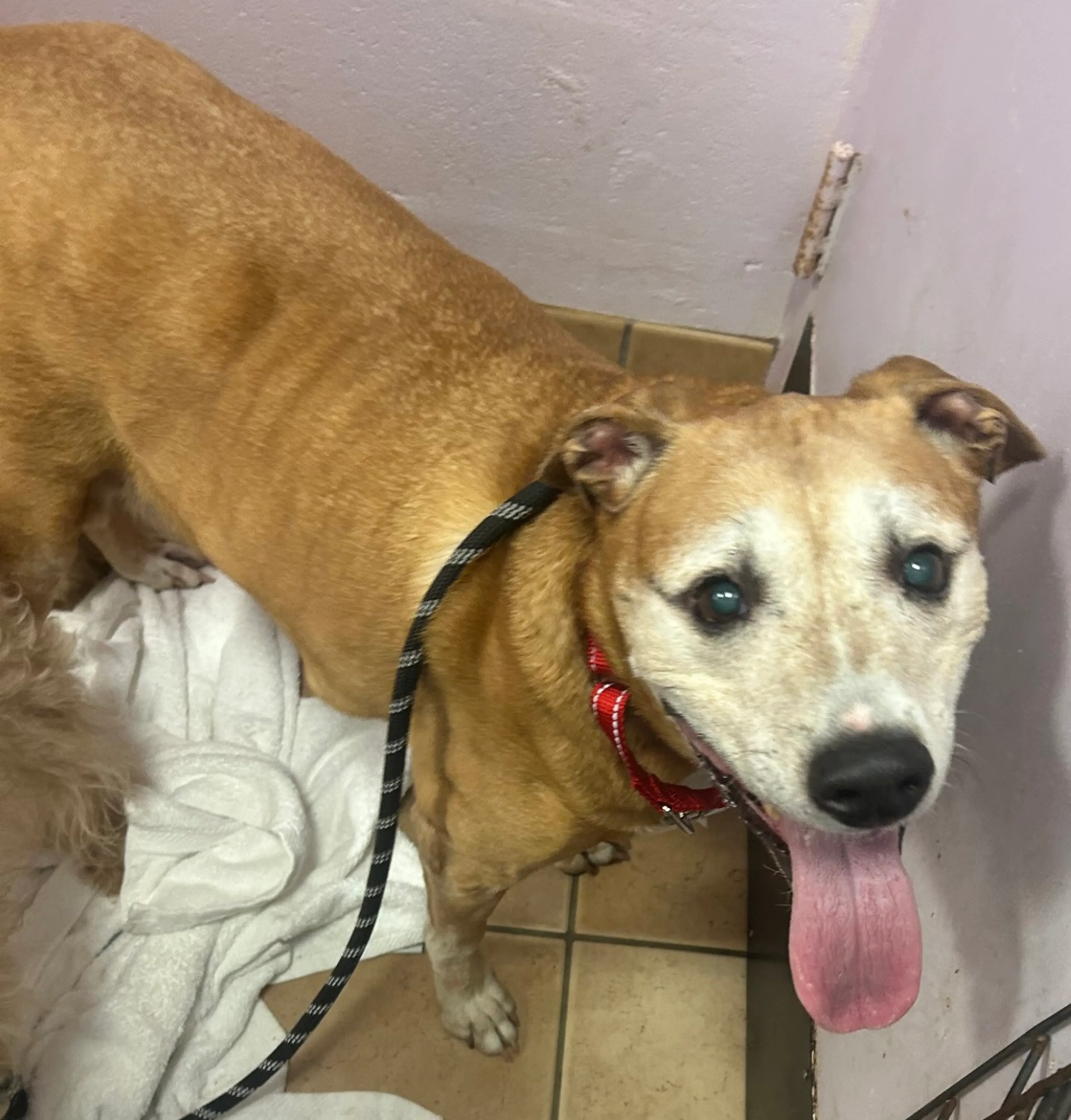 Found pet-2