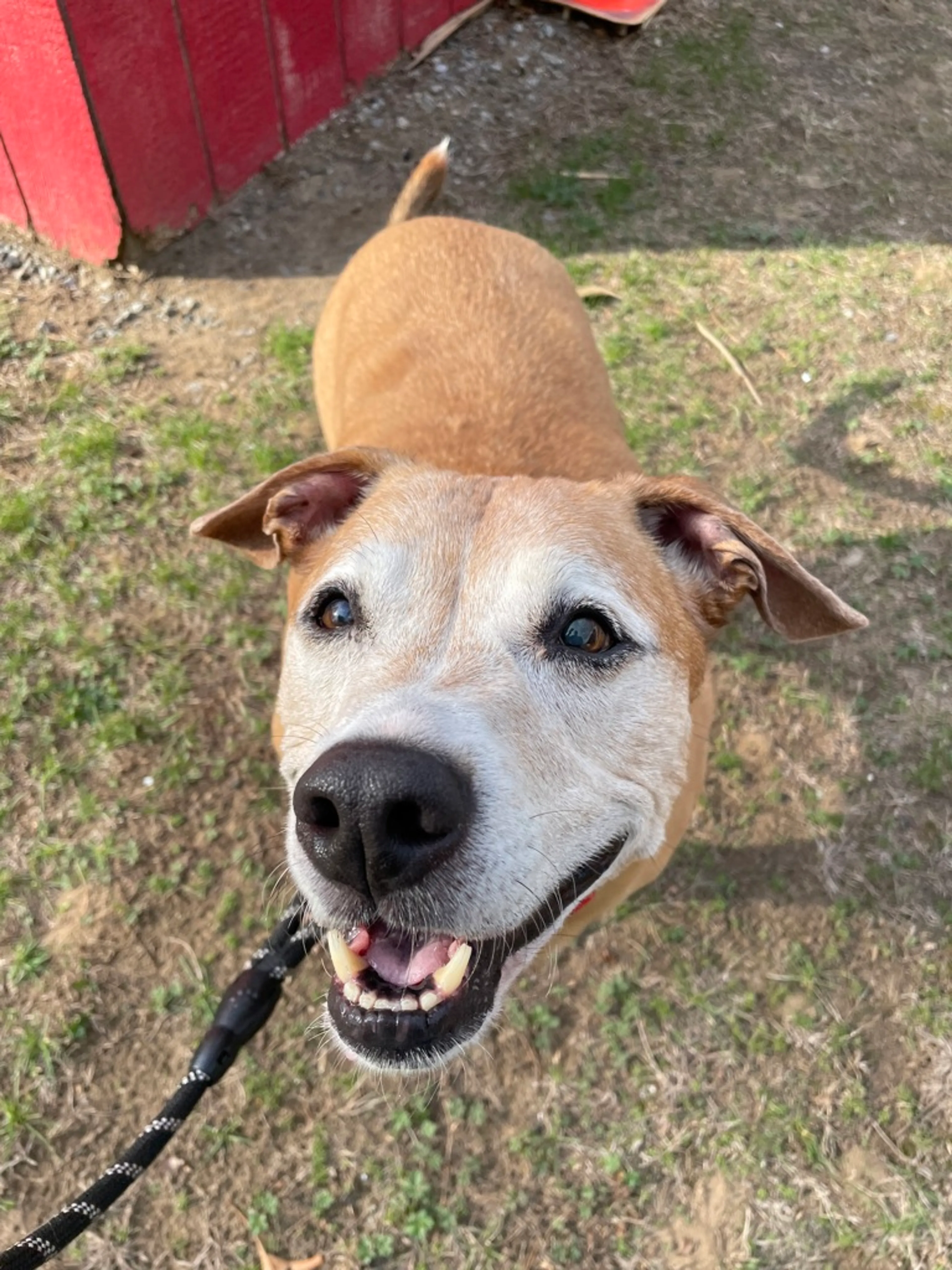 Found pet-1