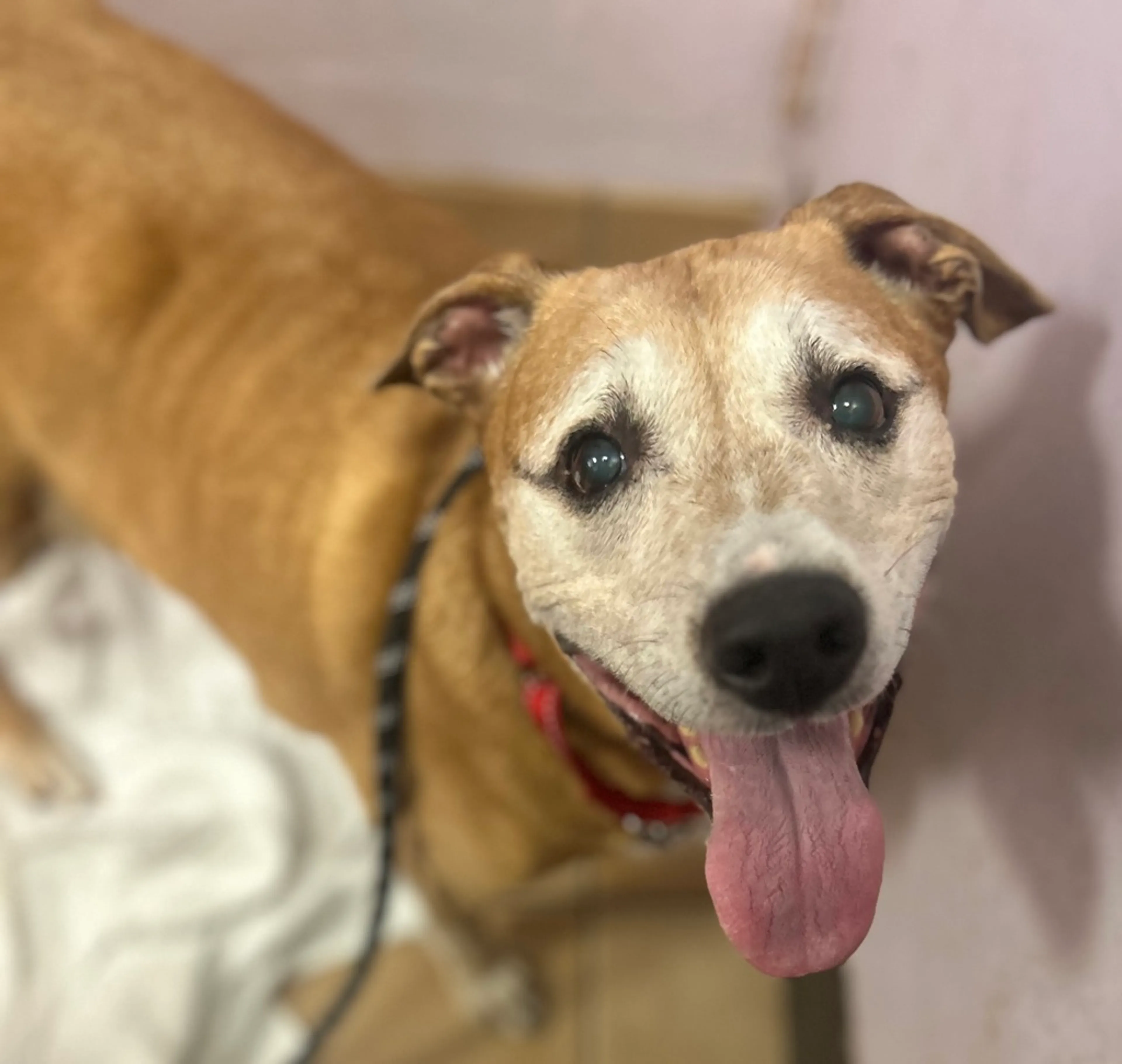 Found pet-6
