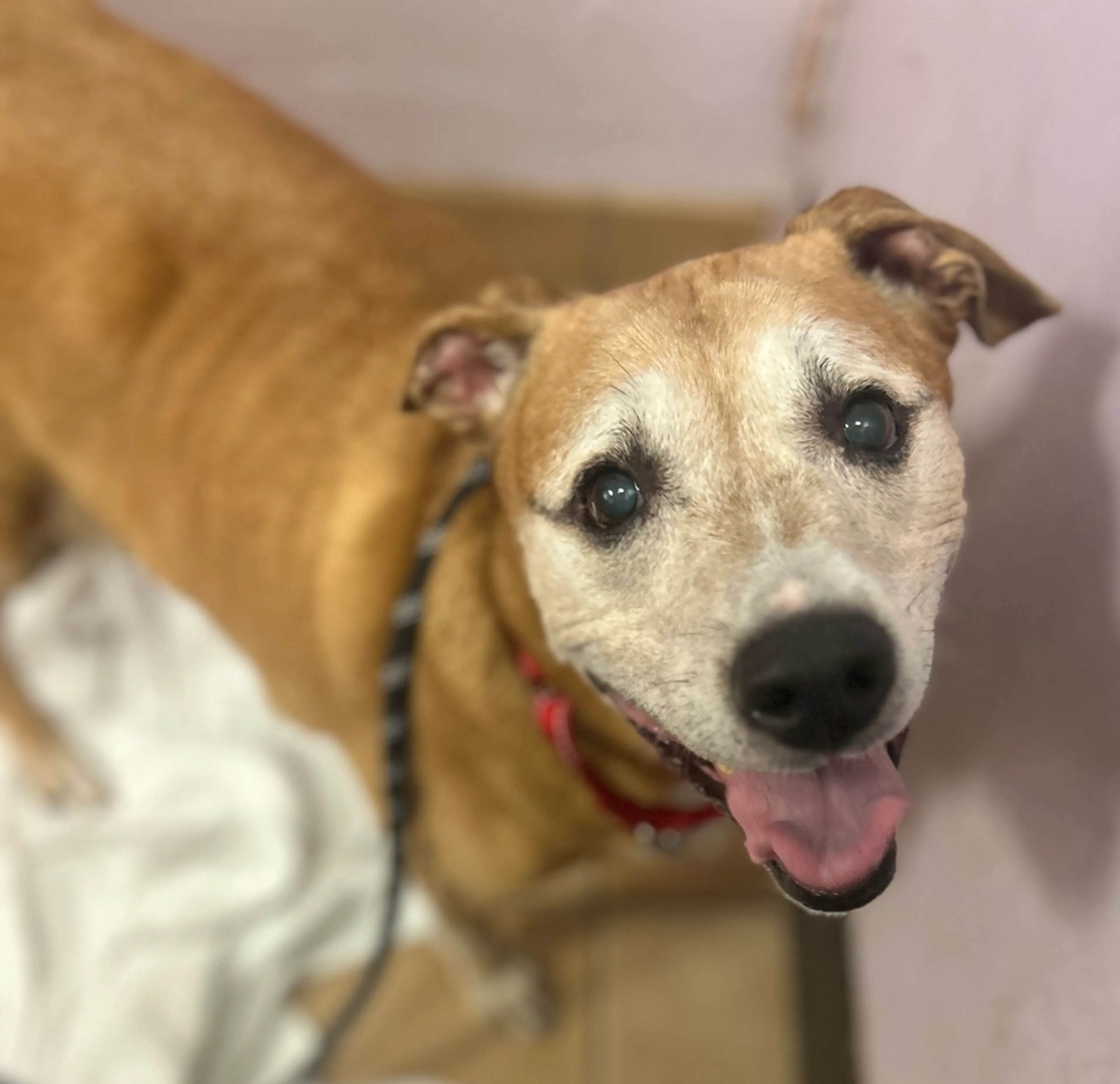Found pet-3